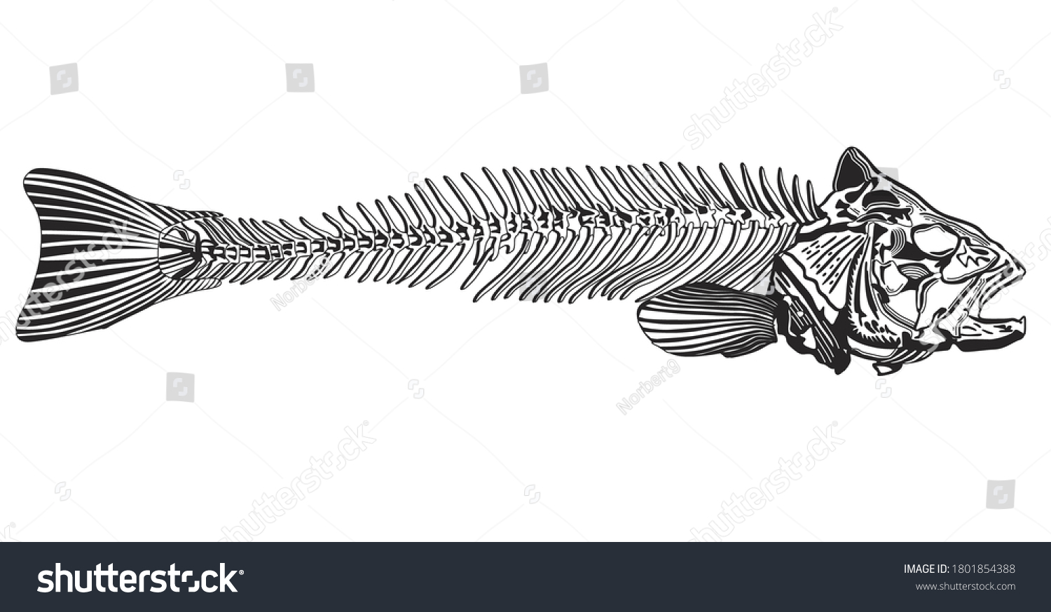 Fishbone Drawing Black White Vector Illustration Stock Vector (Royalty ...