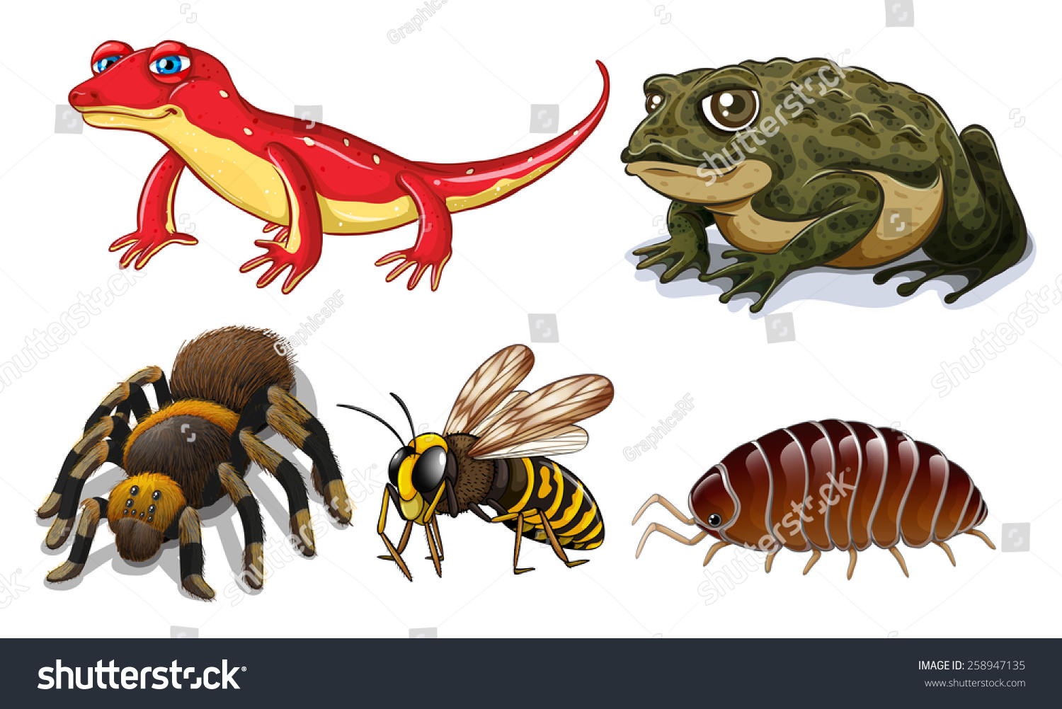 five-different-types-small-animals