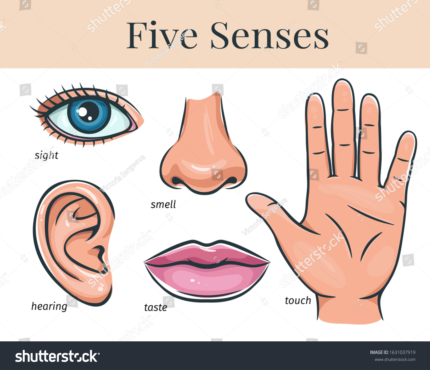 Five Human Senses Touch Smell Hearing Stock Vector (Royalty Free ...