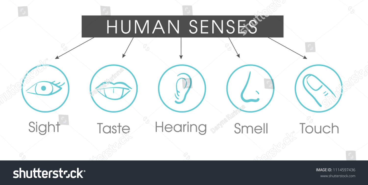 Five Human Senses Vision Eye Smell Stock Vector (Royalty Free) 1114597436