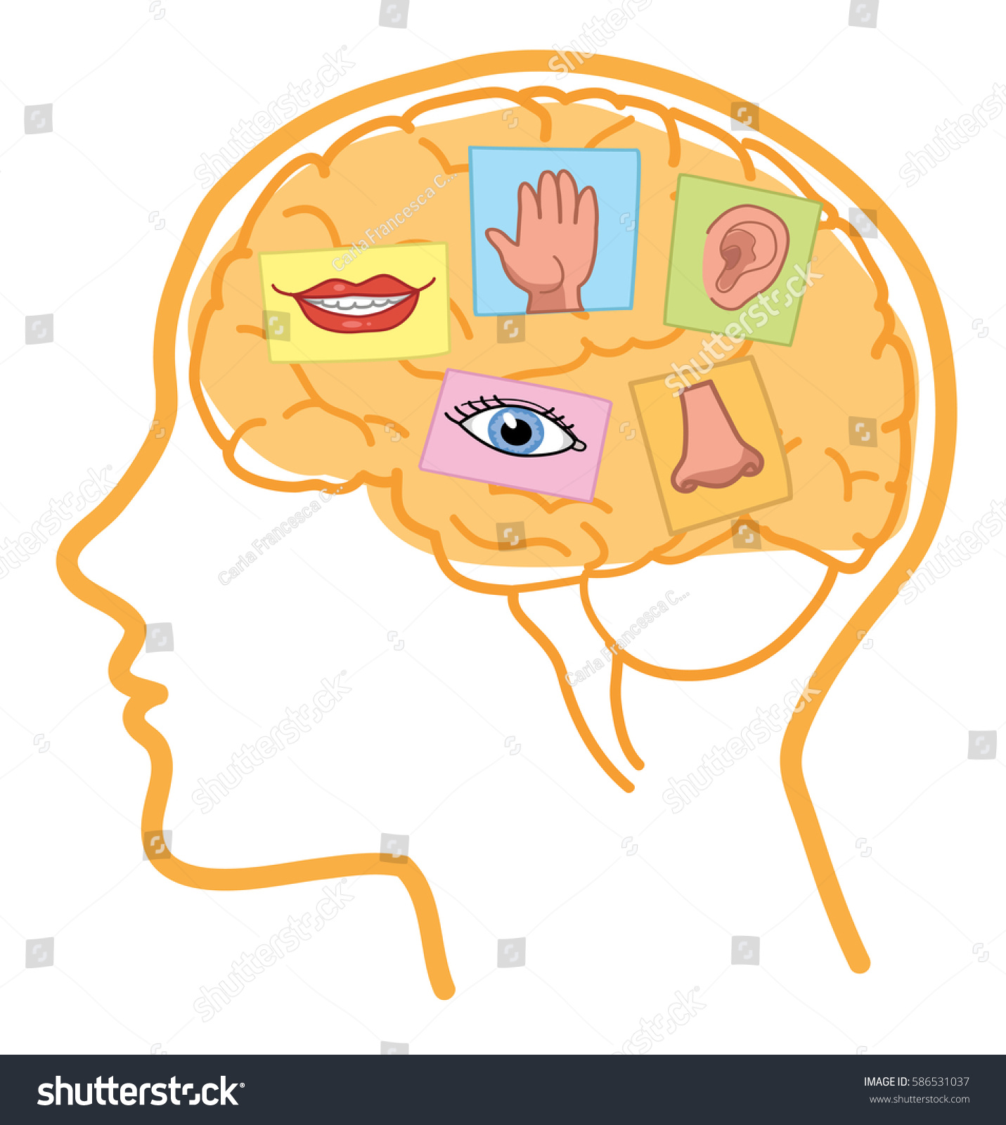 五感のイラスト 人間の脳には 視覚 聴覚 味覚 嗅覚 触覚がある のベクター画像素材 ロイヤリティフリー