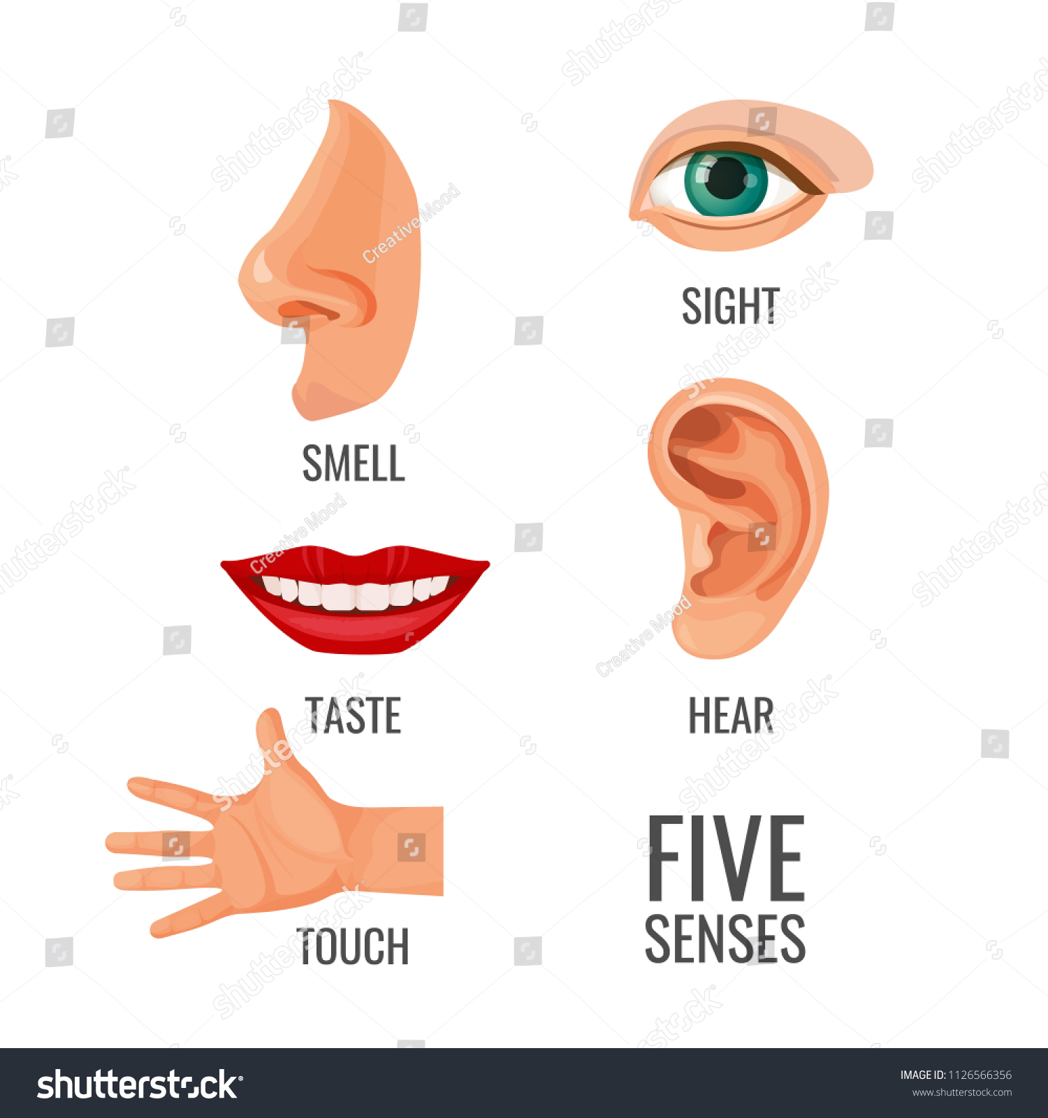 Five Senses Titles Body Parts Vector Stock Vector (royalty Free 