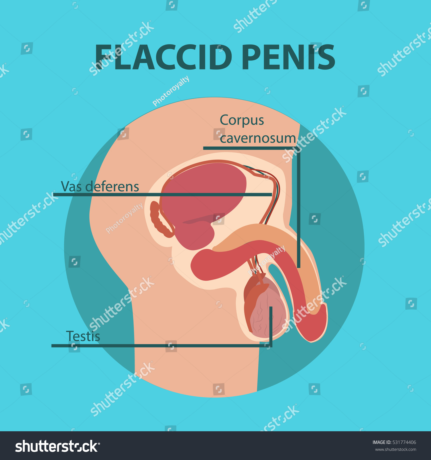 Flaccid sex