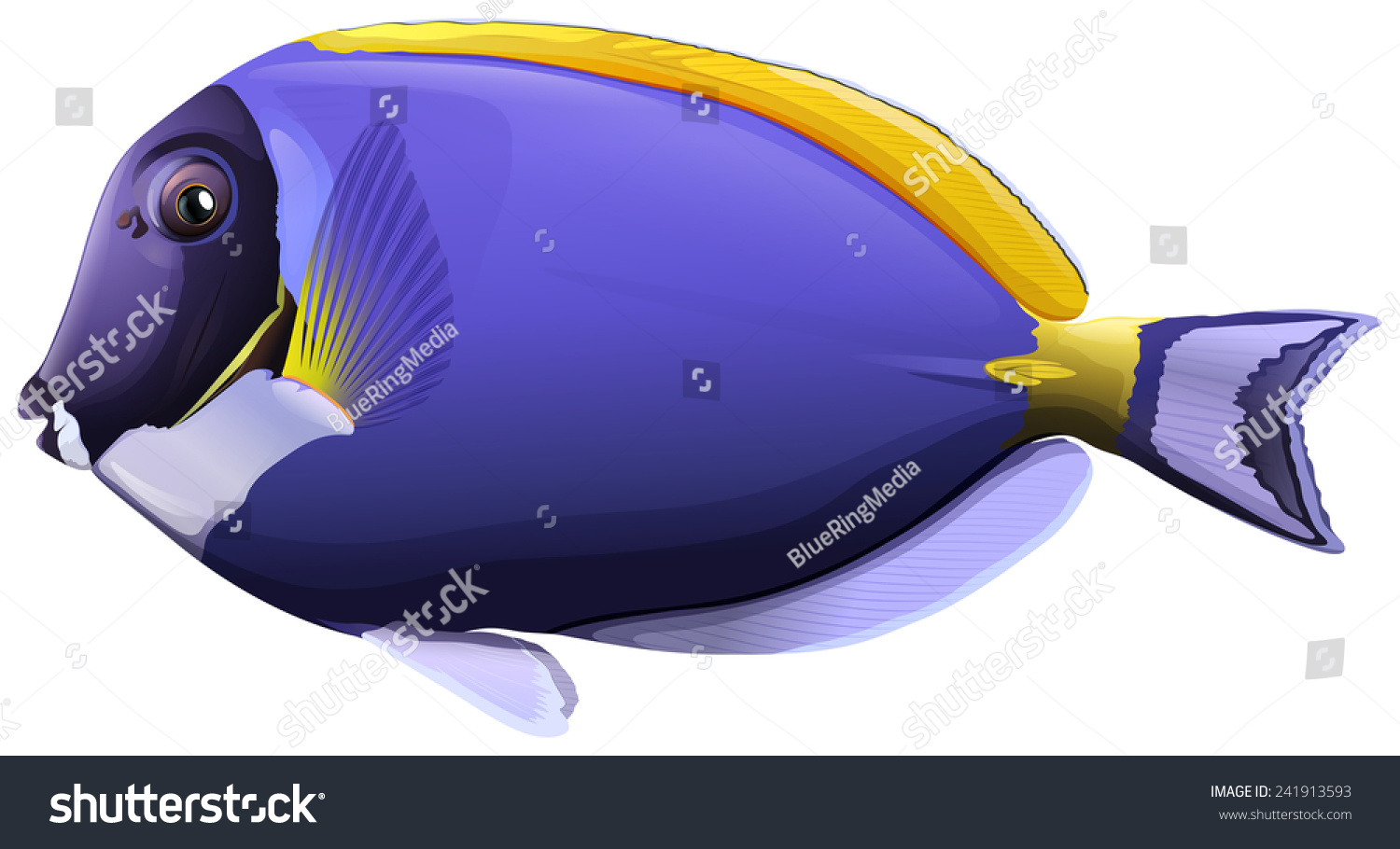 Flashcard Of A Powder Blue Tang Fish Stock Vector Illustration ...