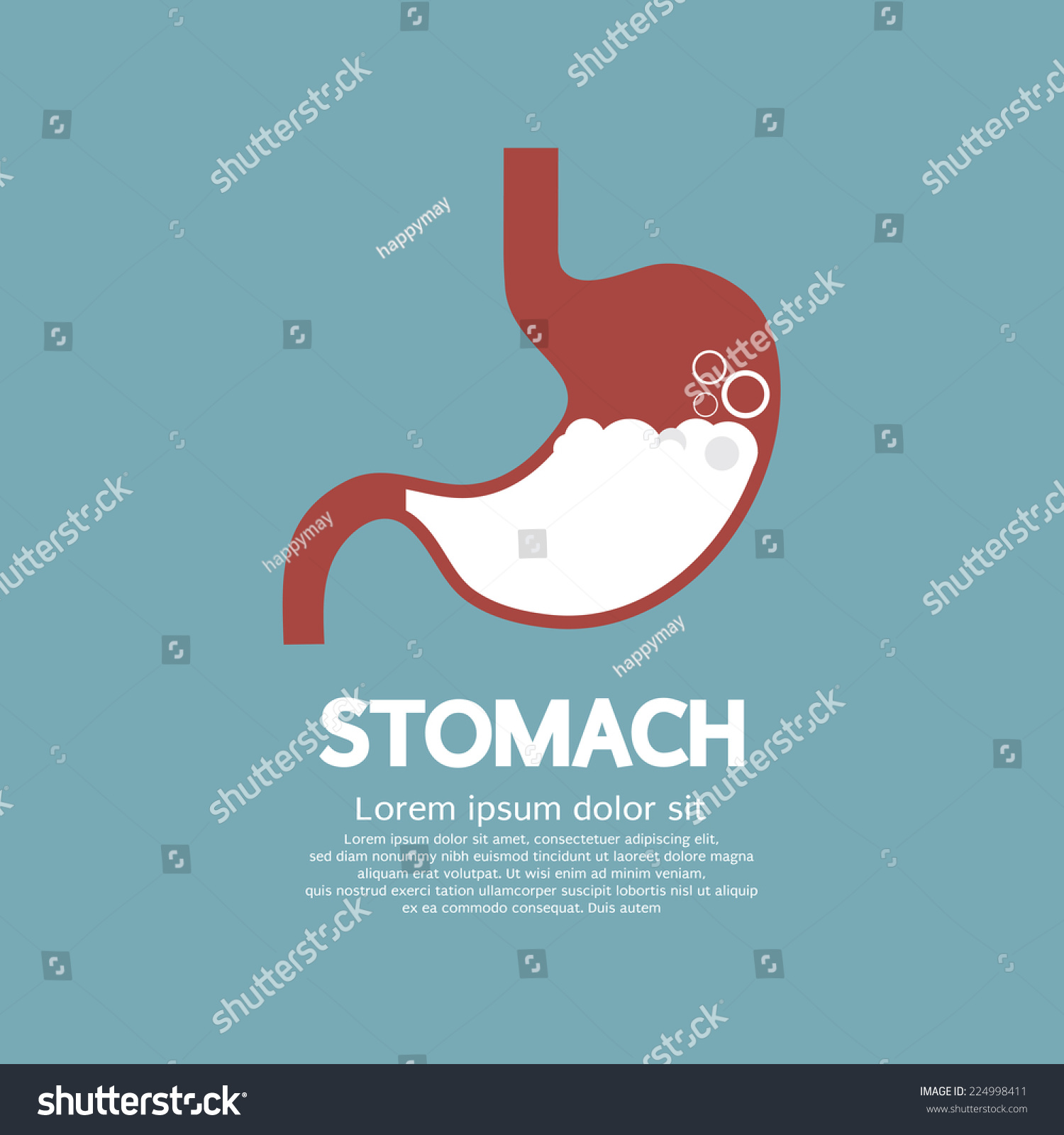 Flat Design Humans Stomach Graphic Vector Stock Vector 224998411 ...