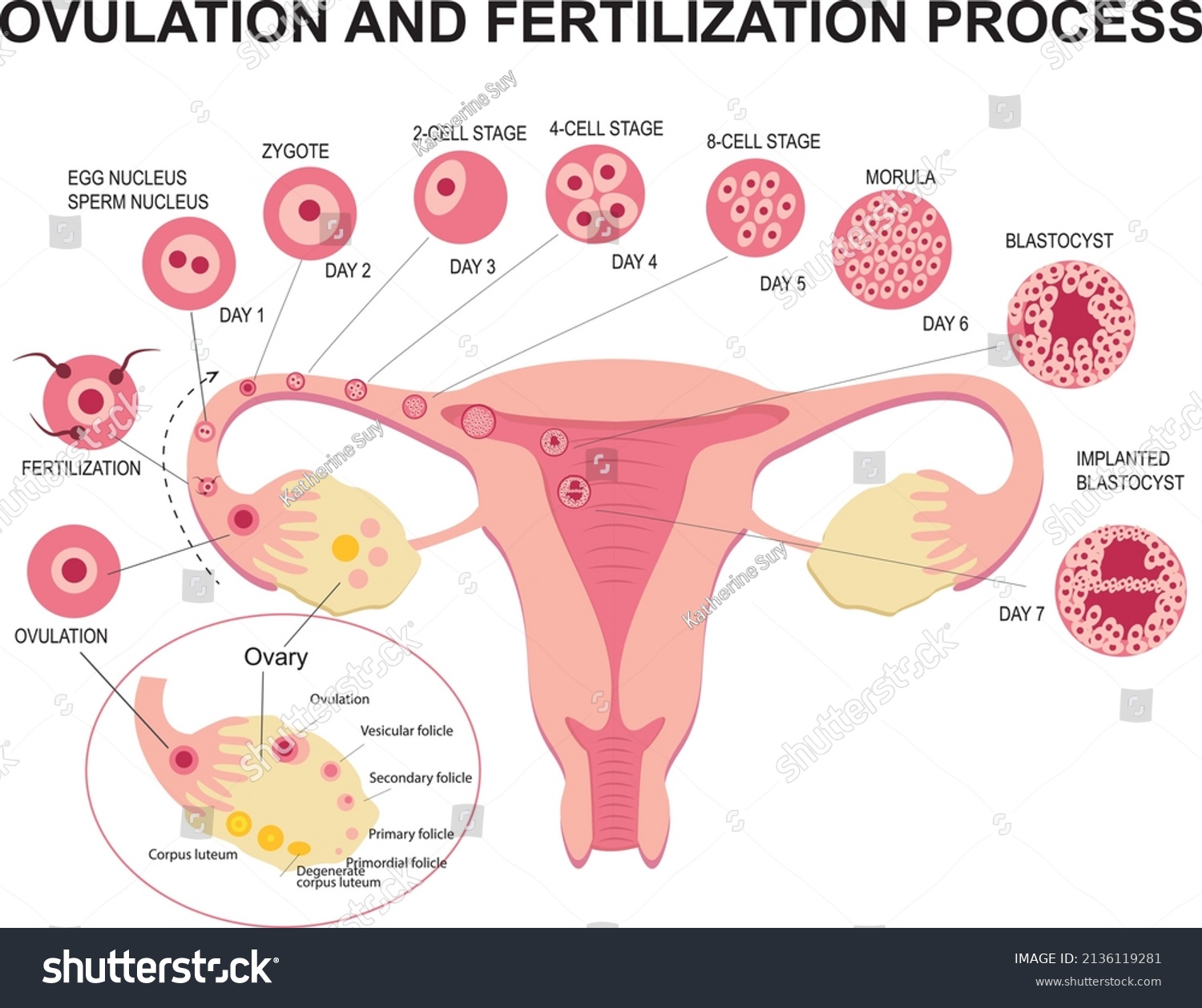 Flat Illustration Stages Ovulation Fertilization Female Stock Vector