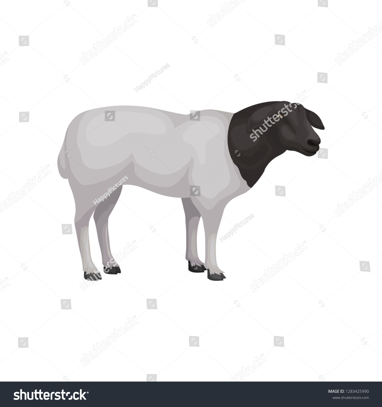 SVG of Flat vector icon of young dorper sheep. Farm animal with white coat and black head. Livestock farming svg