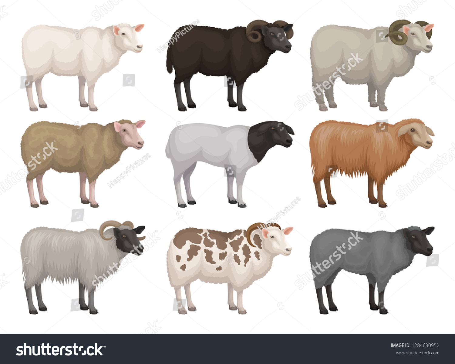 SVG of Flat vector set of sheeps and rams of different breeds. Domestic animal with woolly coat. Farm creature. Livestock farming svg
