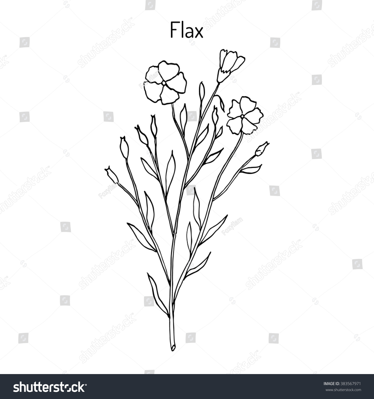 Flax Plant Flowers Hand Drawn Botanical Stock Vector (Royalty Free ...