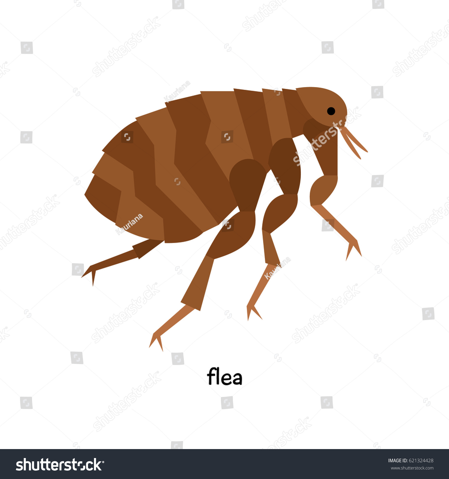 flea insect