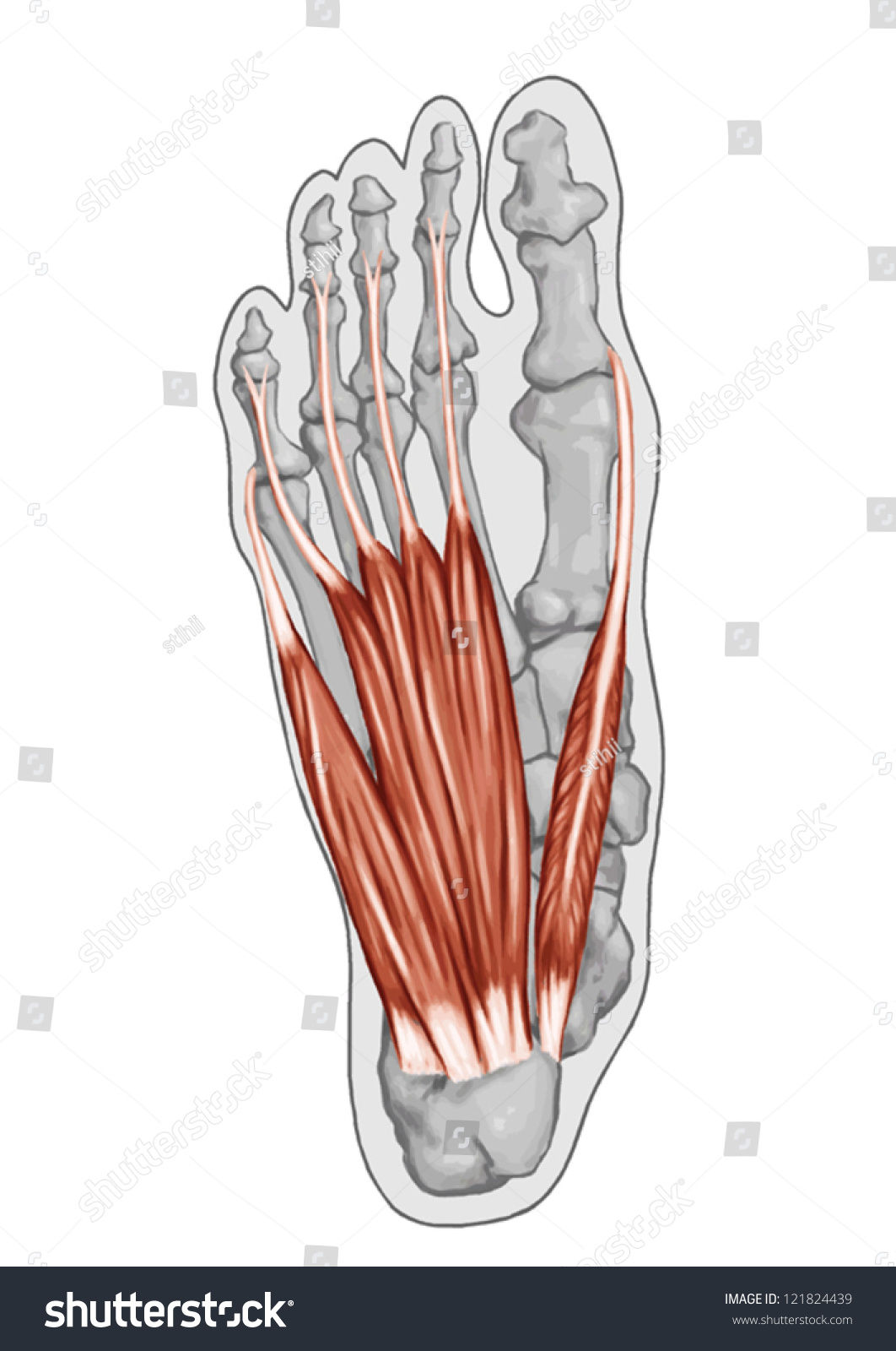 Flexor Digitorum Brevis Anatomy Leg Foot Stock Vector (Royalty Free ...