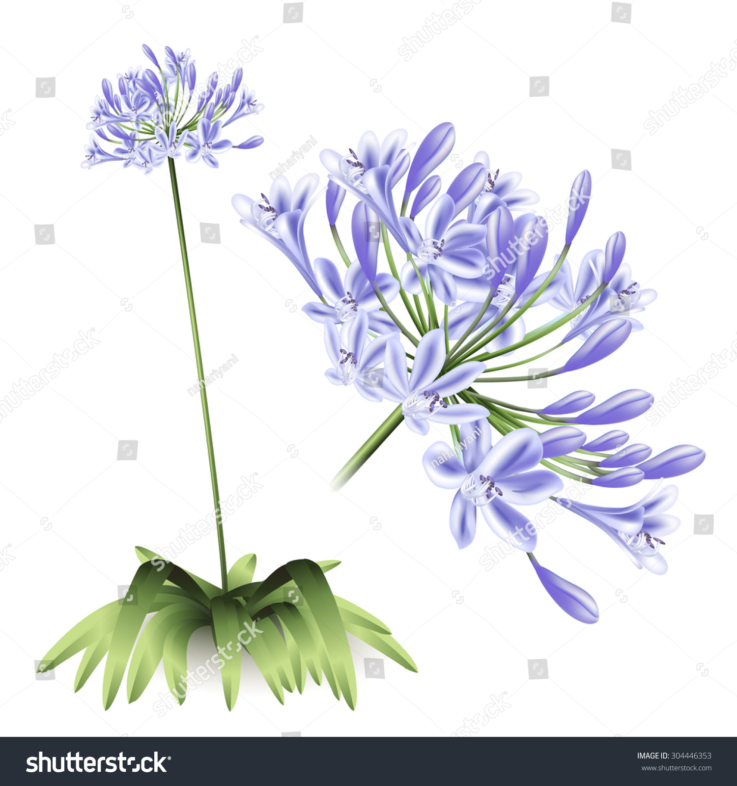 SVG of Floral background. Agapanthus flowers for design purposes. Fully editable vector  svg