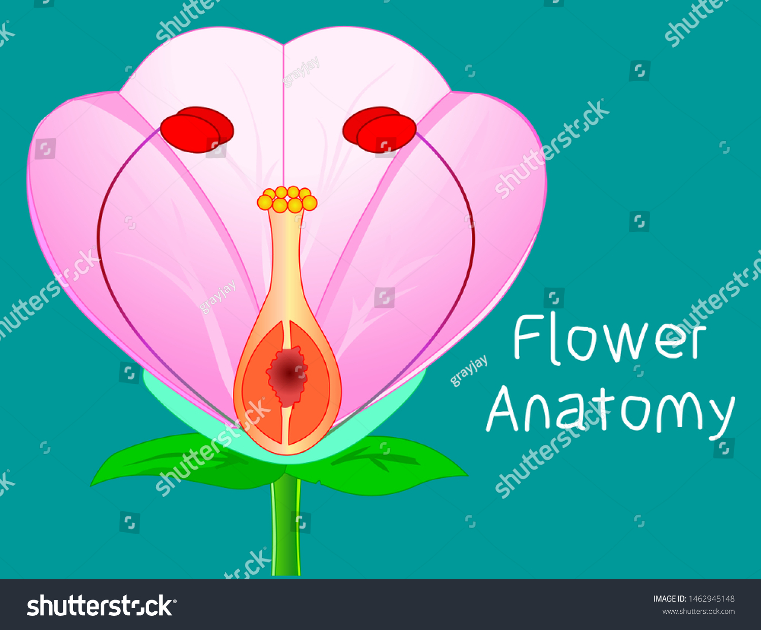 Flower Anatomy Plant Reproductive System Diagram Stock Vector Royalty