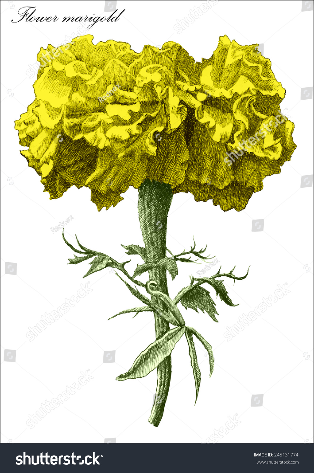 Flower Marigold Hand Draw Stock Vector 245131774 - Shutterstock