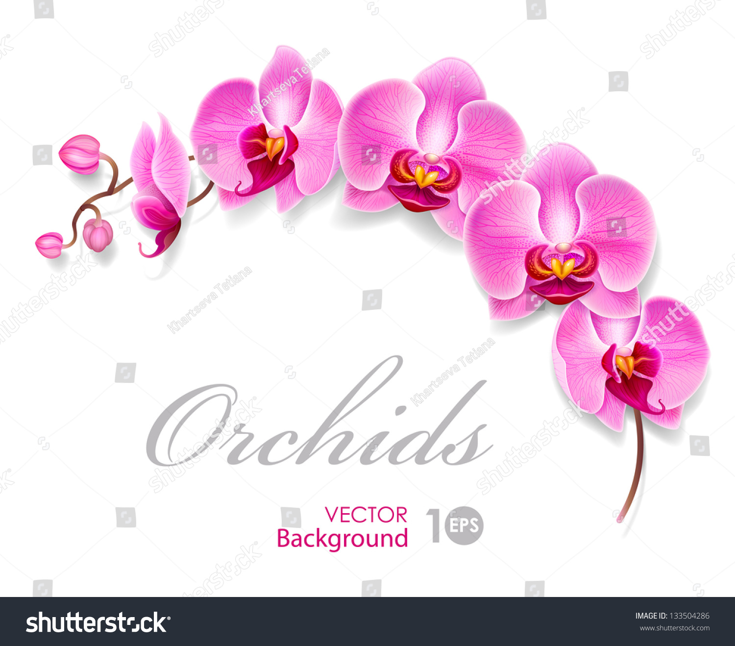 Hoa Lan. Vector Eps 10.: Vector Có Sẵn (Miễn Phí Bản Quyền) 133504286 |  Shutterstock