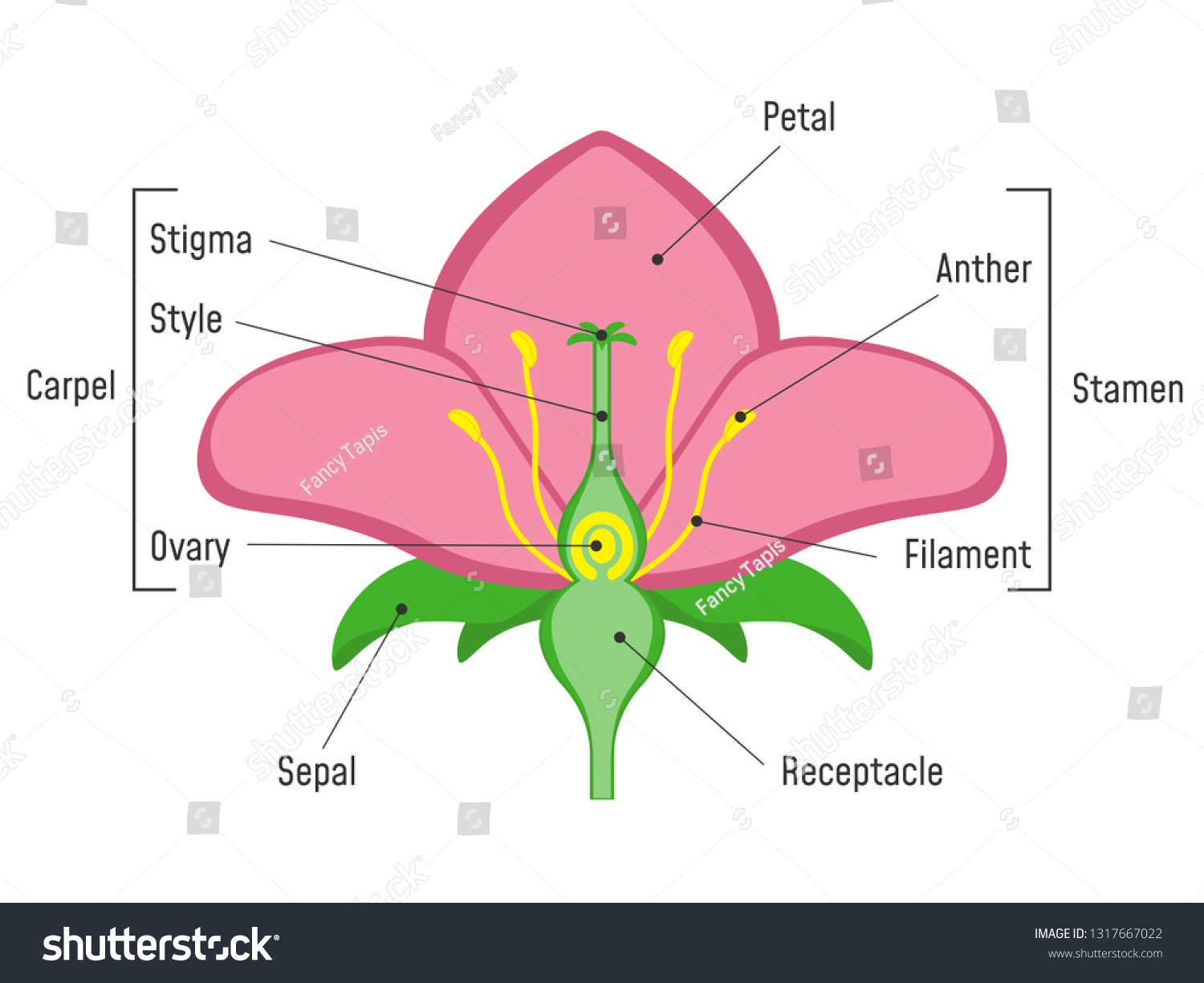 Flower Parts Diagram Plant Structure Stock Vector (Royalty Free) 1317667022