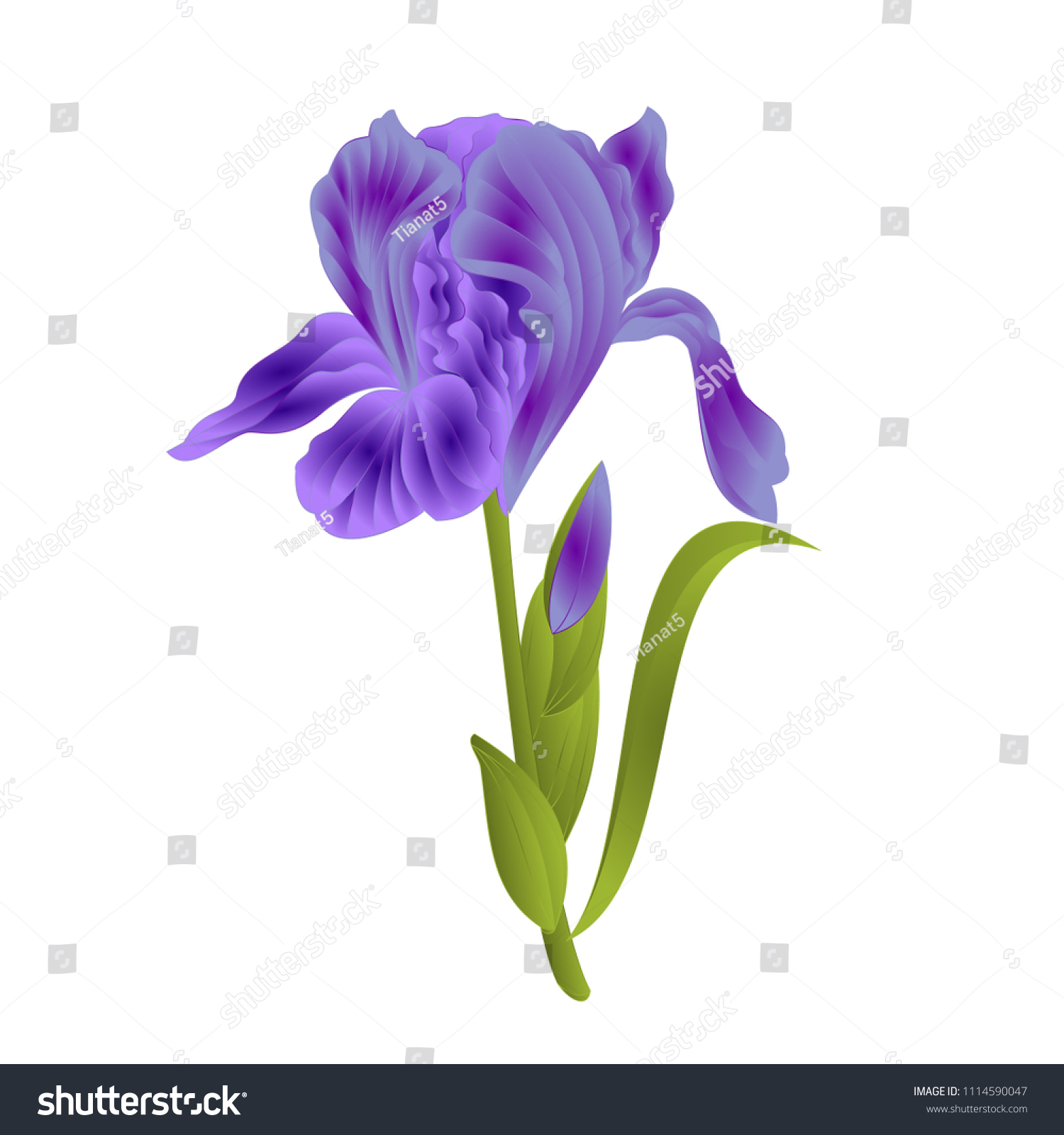 Flower Violet Iris Leaves Colored Sketch Stock Vector Royalty ...