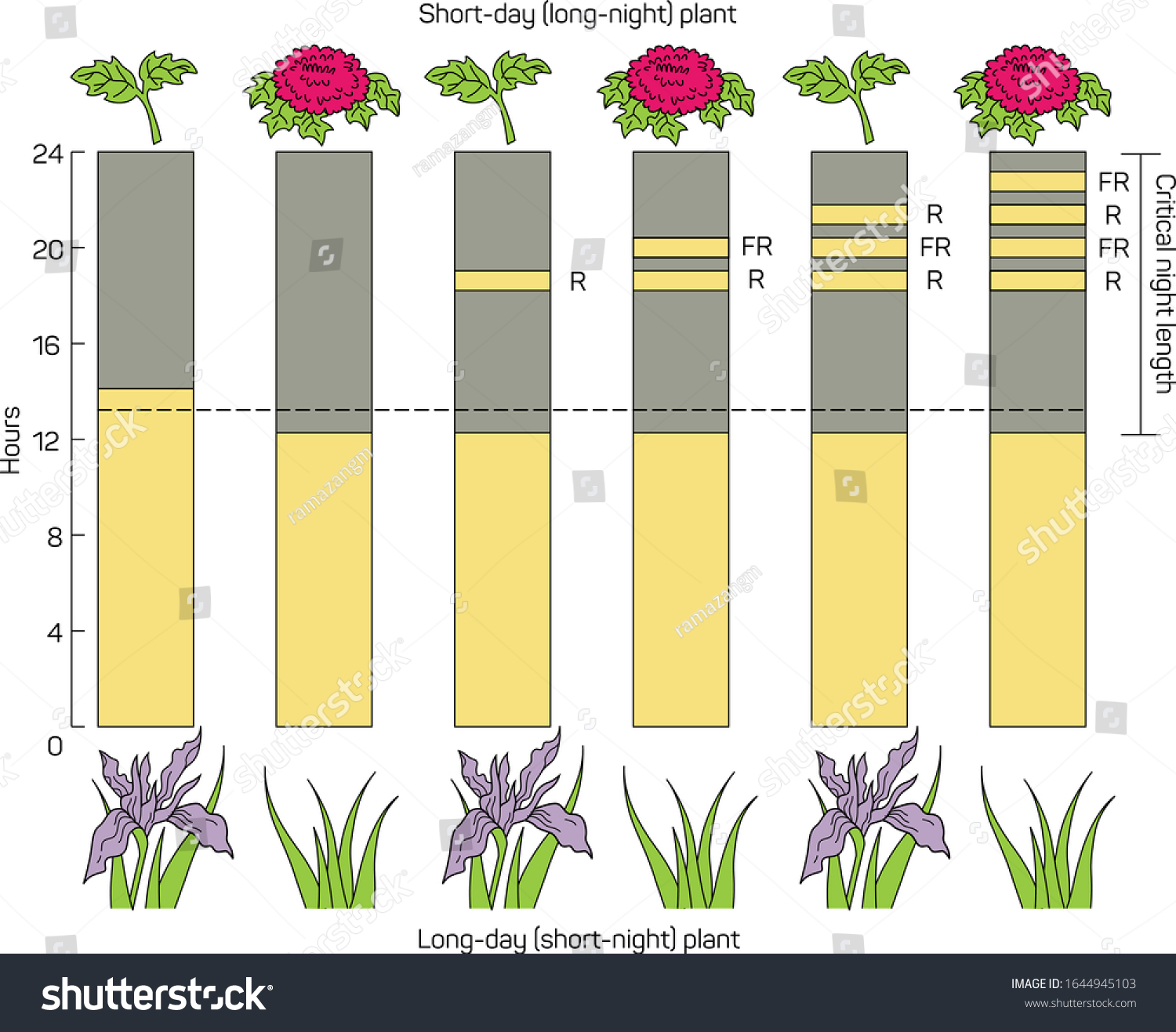 Flowering Control Plants Long Day Plants Stock Vector Royalty Free 