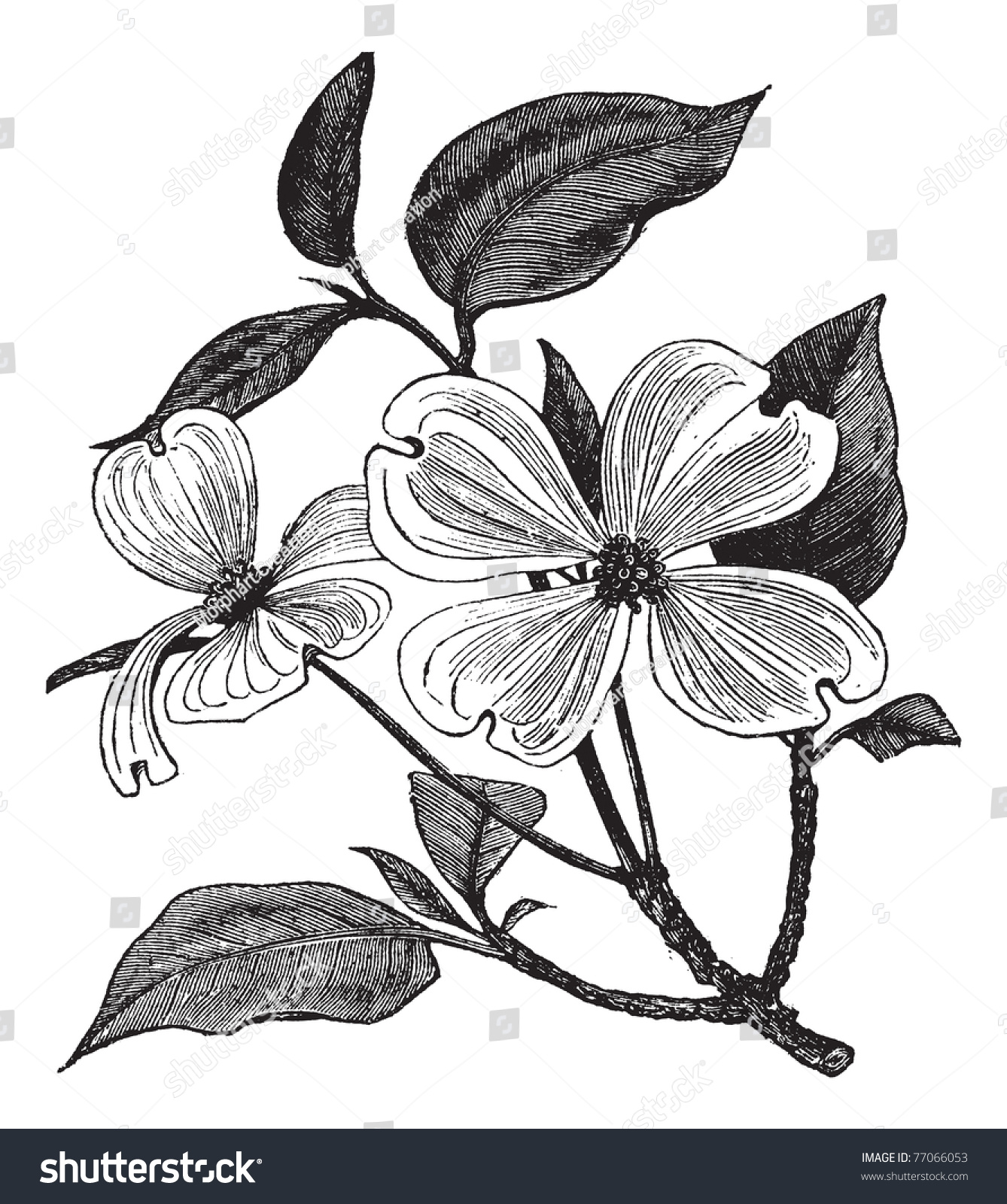 SVG of Flowering Dogwood or Cornus florida, vintage engraving. Old engraved illustration of a Flowering Dogwood. Trousset Encyclopedia svg