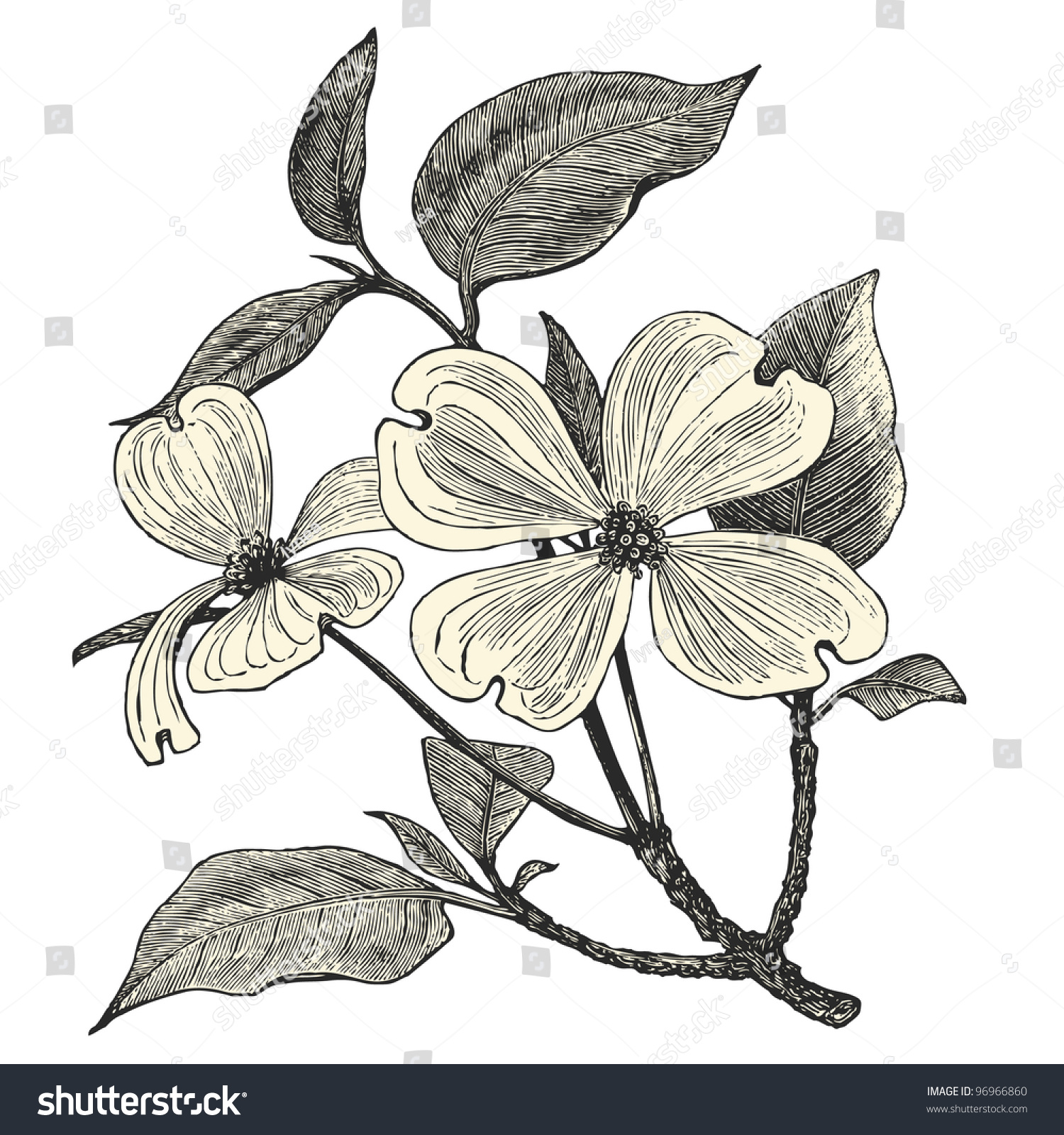SVG of Flowering Dogwood - vintage engraved illustration - 