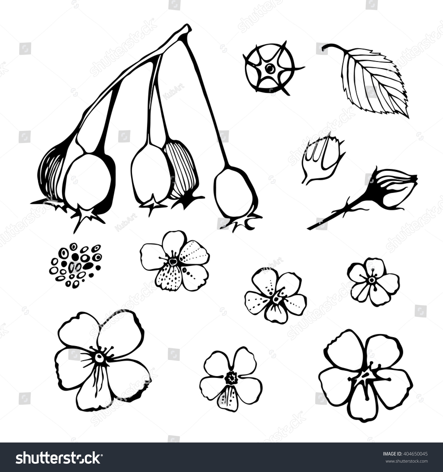 Flowers Buds Berries Leaves Hawthorn Drawing Stock Vector Royalty Free 404650045