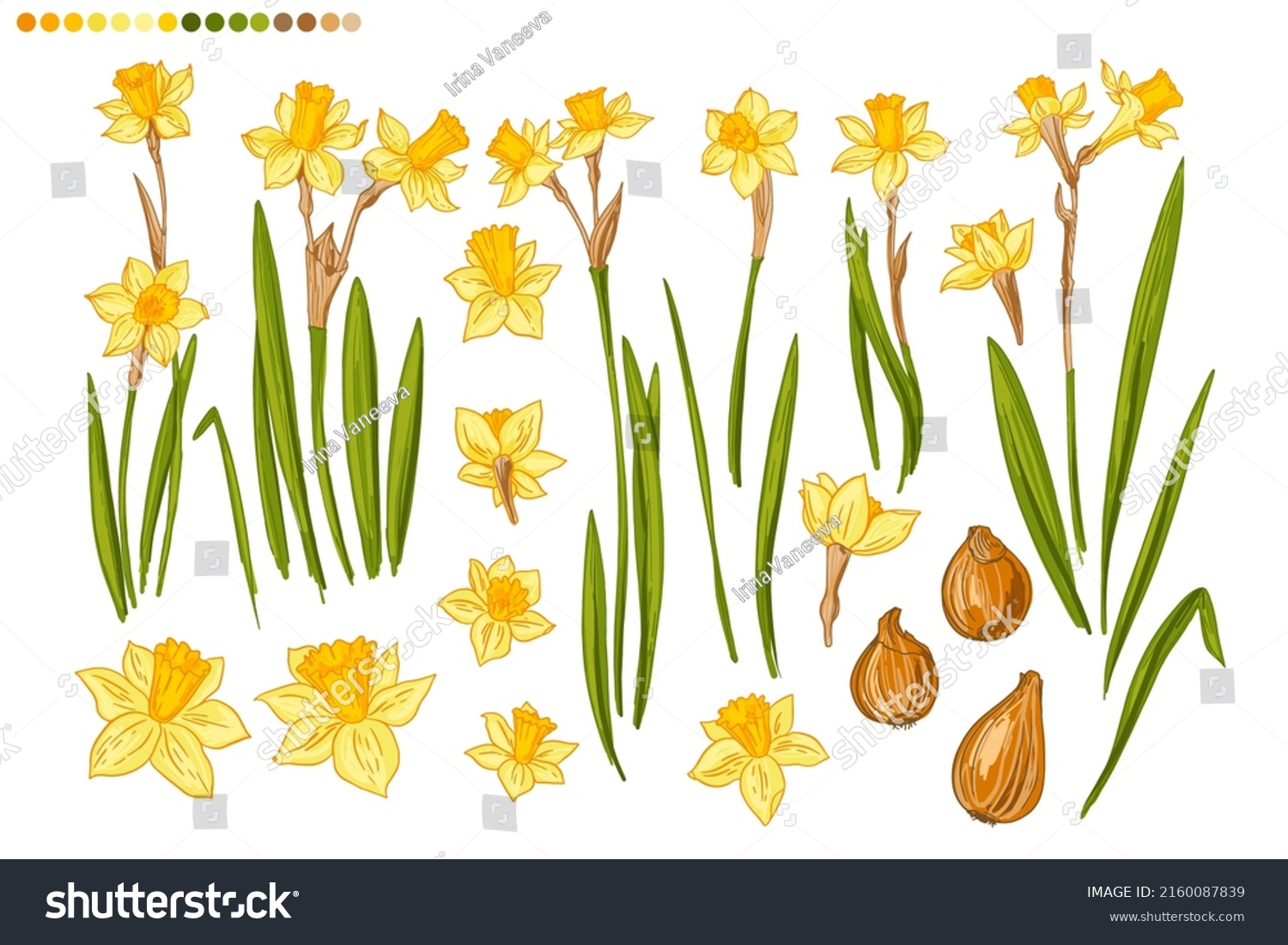 SVG of Flowers Spring vector line drawing. Daffodils line drawn on a white background. Sketch color line. svg