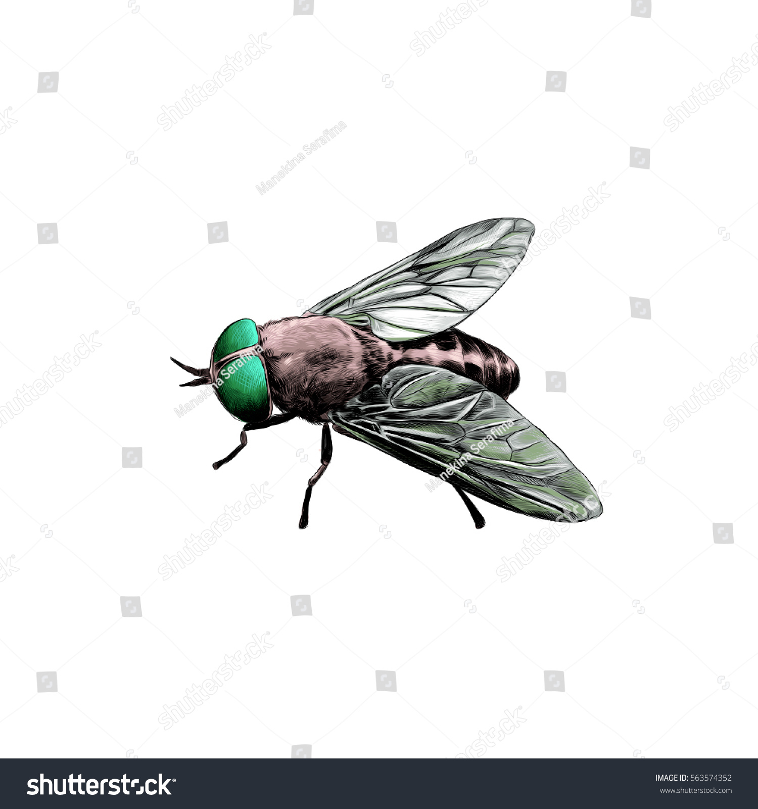 Fly Horsefly Sketch Vector Color Drawing Stock Vector (Royalty Free