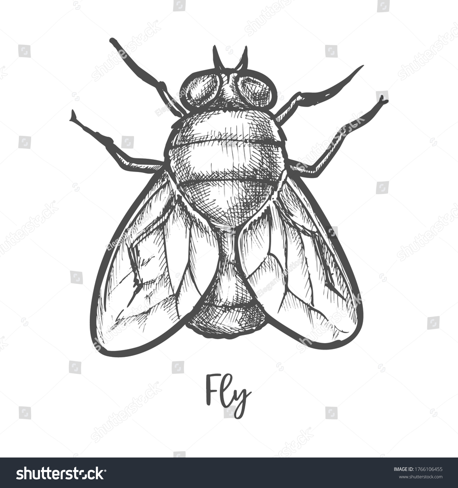 Fly Insect Sketch Bottle Housefly Drawing Stock Vector (Royalty Free ...