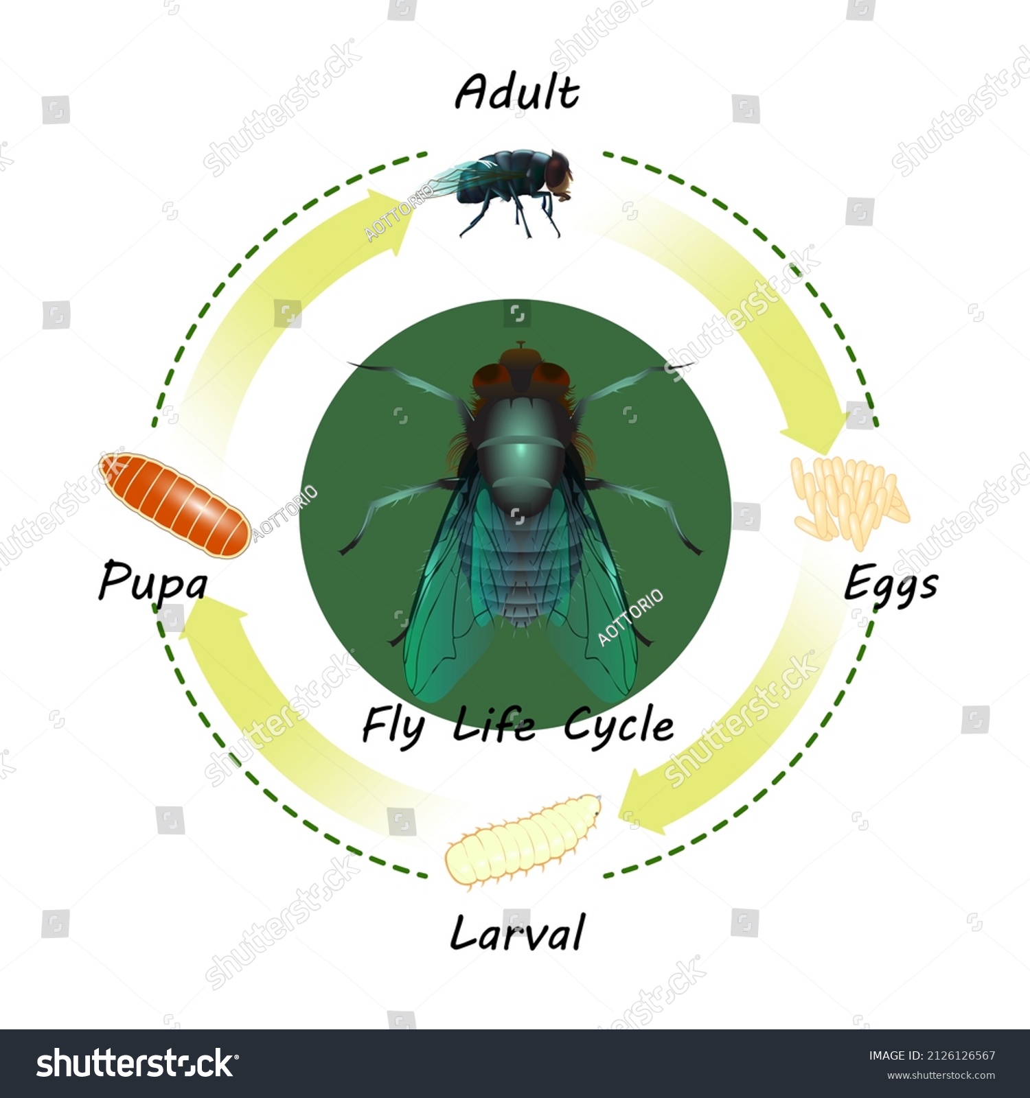 Fly Life Cycle Vector Isolate Stock Vector (Royalty Free) 2126126567 ...