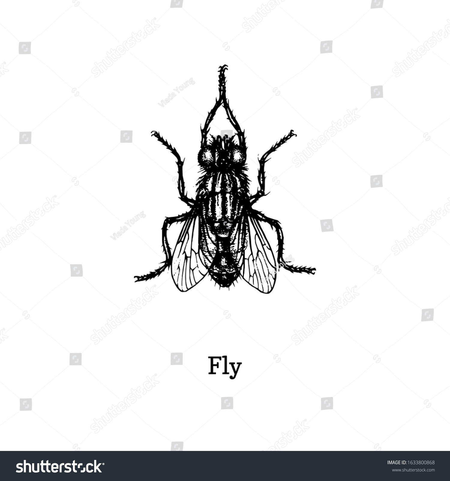 Fly Vector Illustration Hand Drawn Sketch Stock Vector (royalty Free 