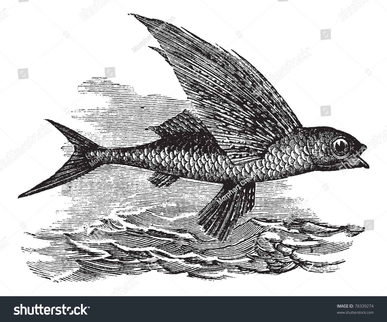 Flying Fish Exocoetidae Vintage Engraving Old Stock Vector (Royalty ...