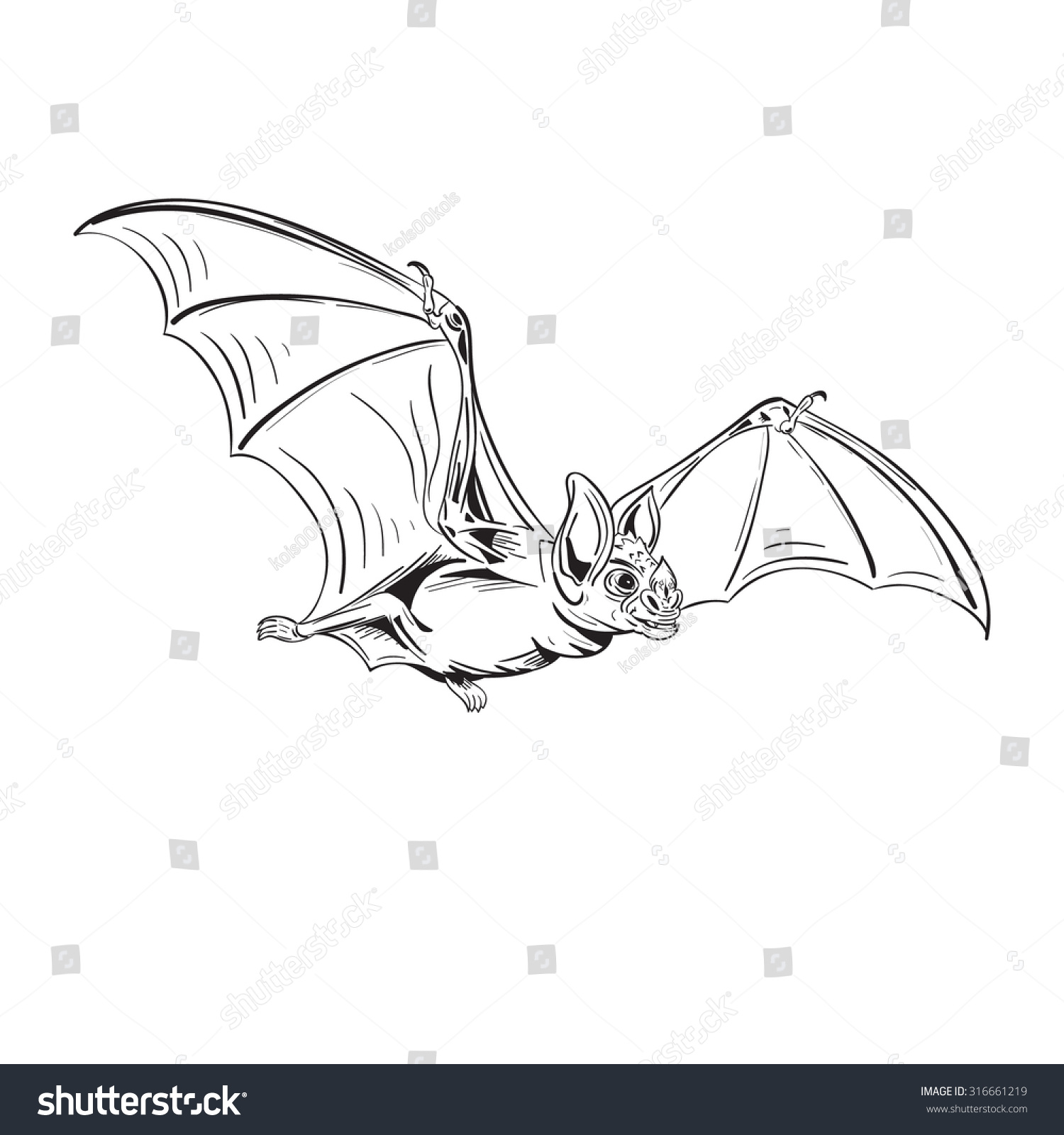 Flying Vampire Bat, Isolated On White Background. Black Magic ...