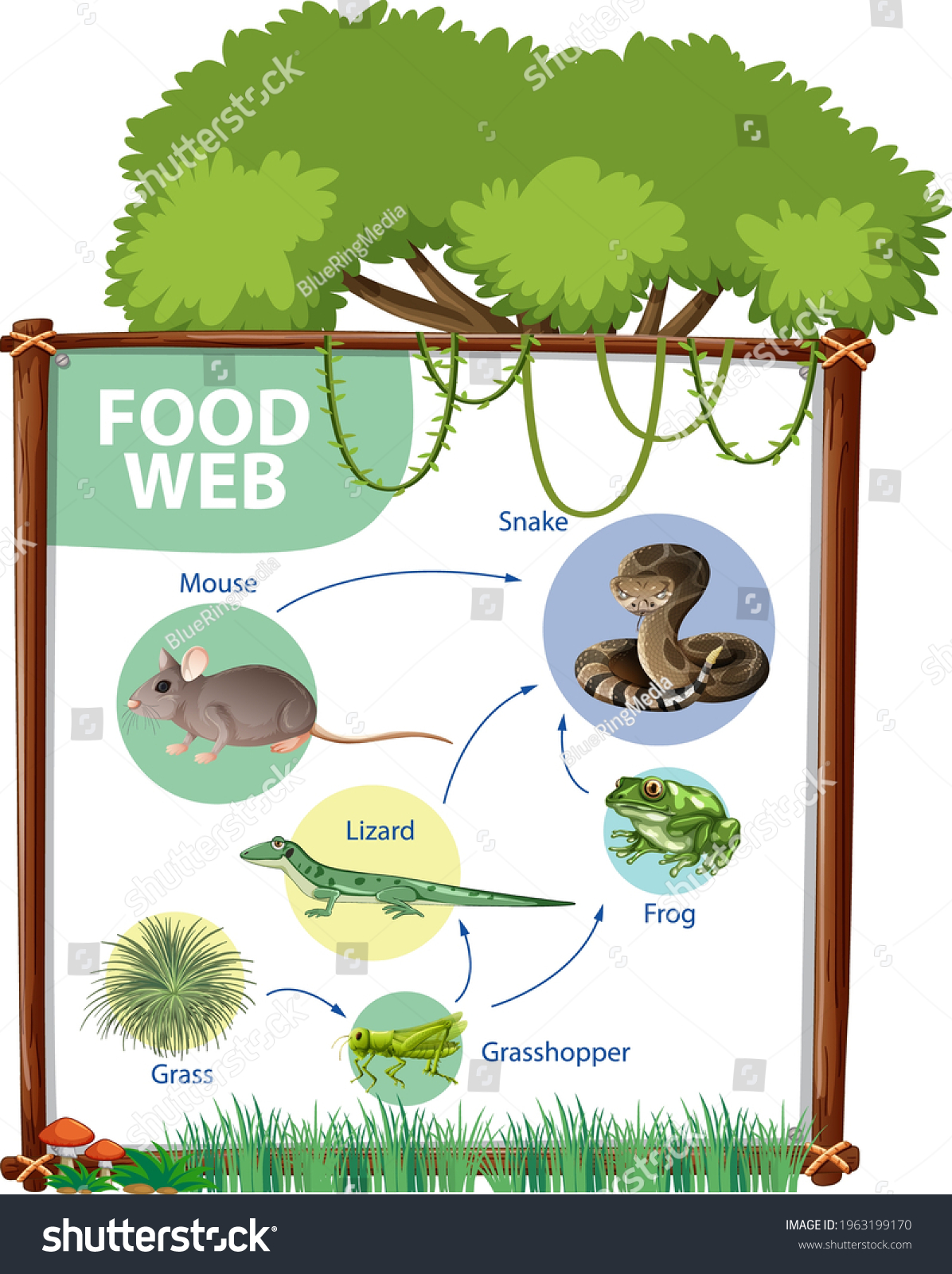 Food Chain Diagram Concept Illustration Stock Vector (Royalty Free ...