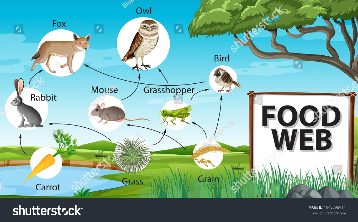 Food Chain Diagram Concept On Forest Stock Vector (Royalty Free ...