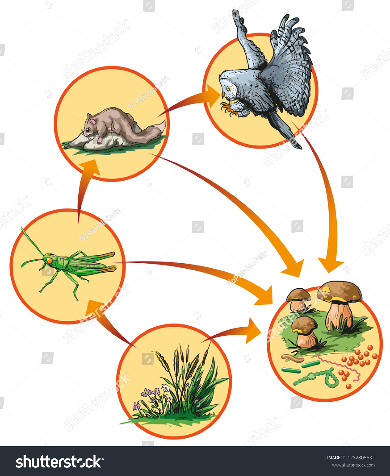 Food Chain Forest Owl Stock Vector (Royalty Free) 1282805632 | Shutterstock