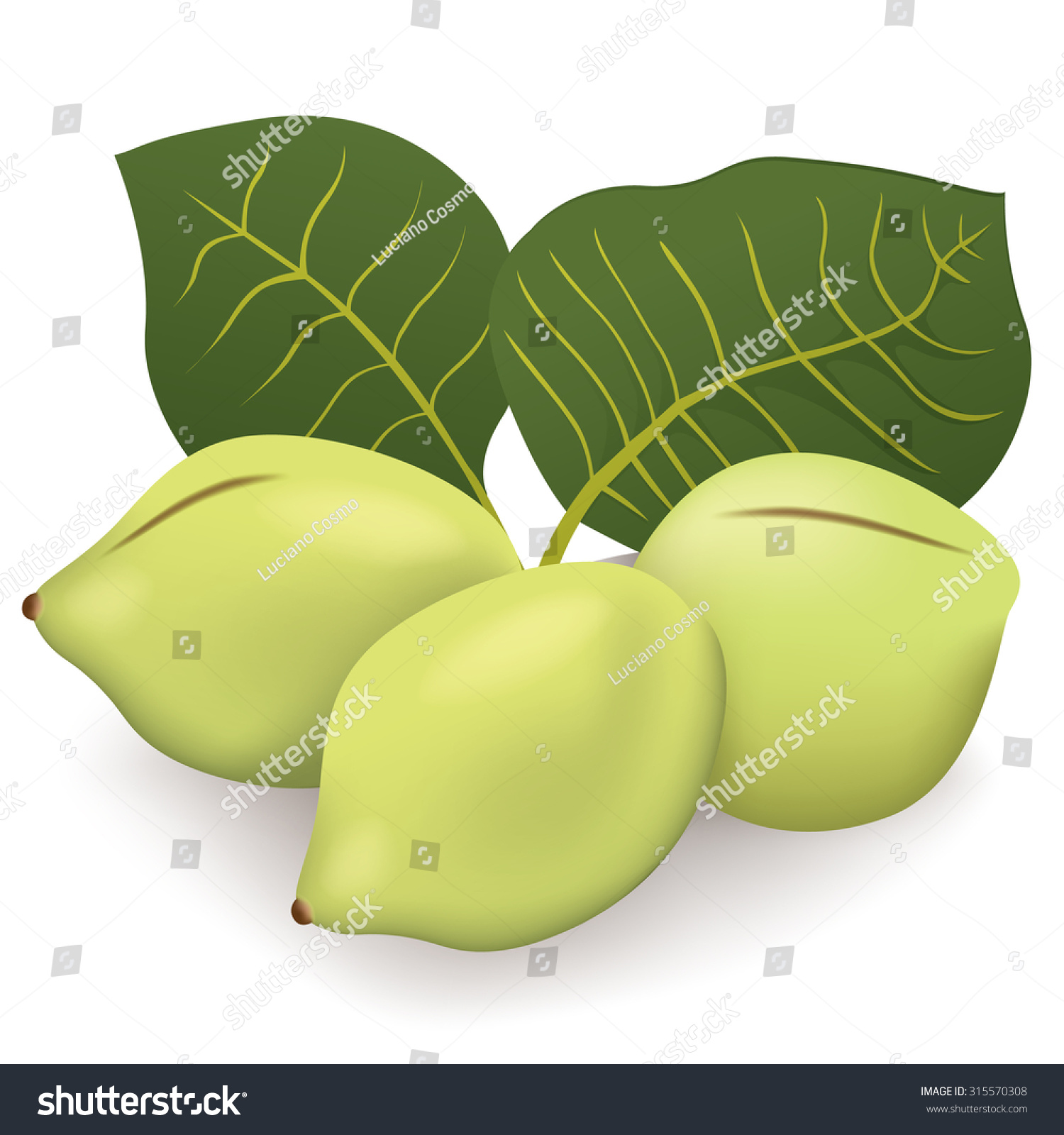 food illustration fruit exotica plum kakadu stock vector 315570308
