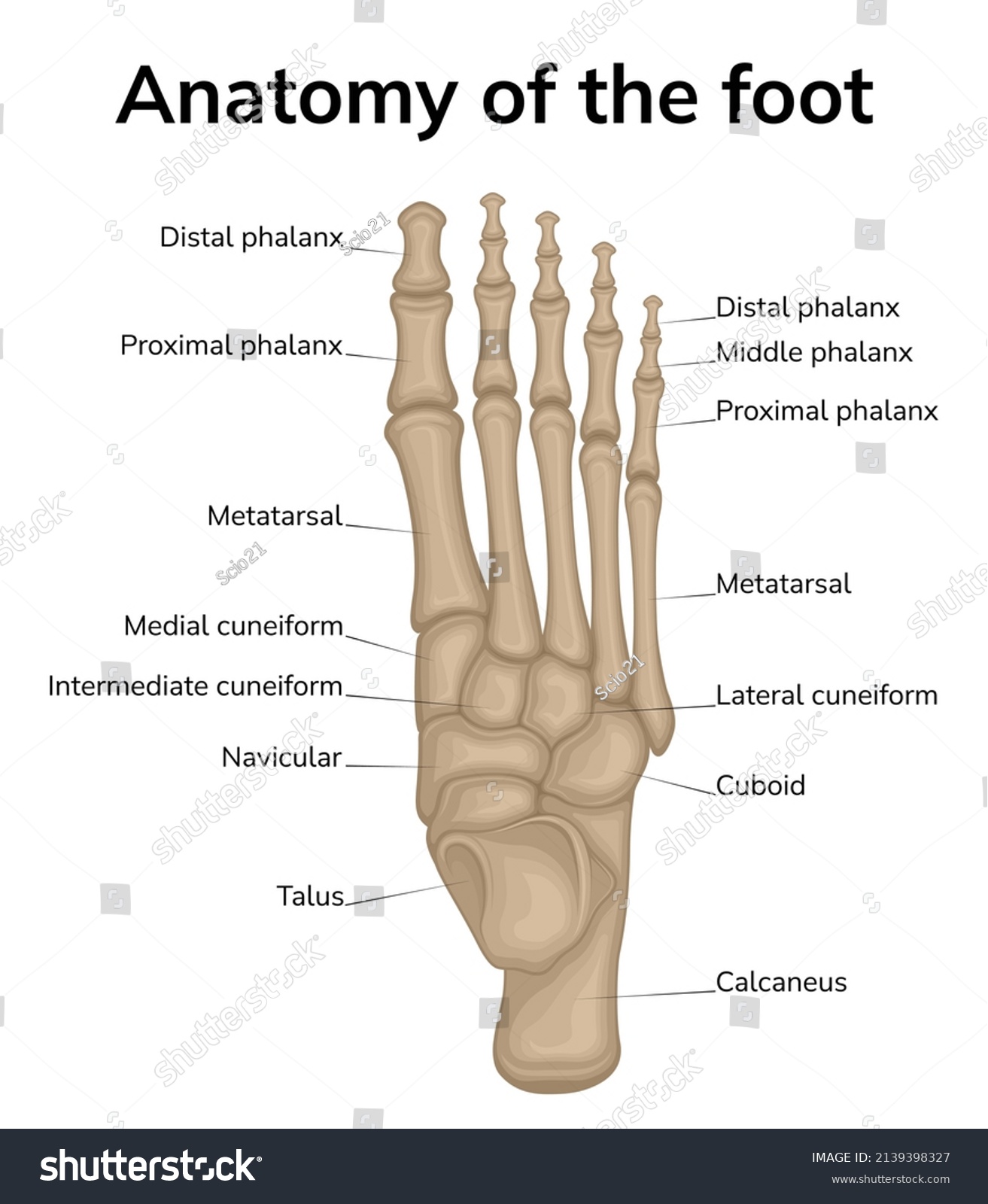 Foot Anatomy Illustration Shown Top View Stock Vector Royalty Free Stock Vector Foot Anatomy Illustration Shown Is A Top View Of The Bones Of The Foot 2139398327