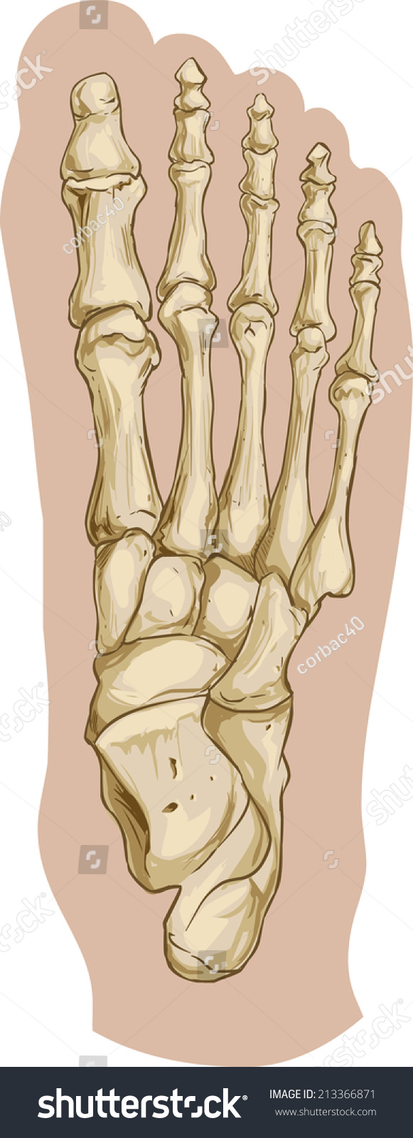 Foot Bone Anatomy Stock Vector Royalty Free 213366871