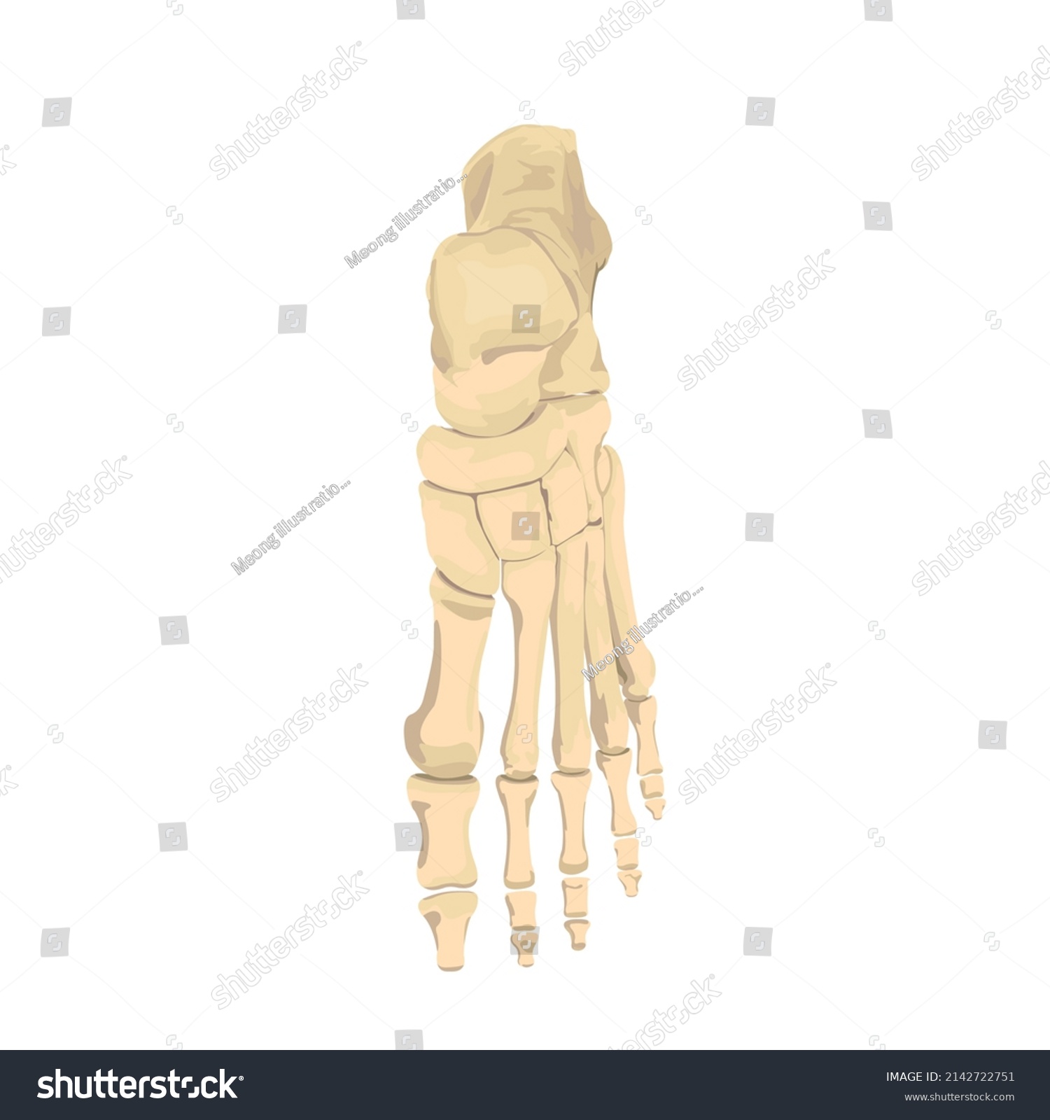 Foot Bone Top Vector Flat Design Stock Vector (Royalty Free) 2142722751 ...