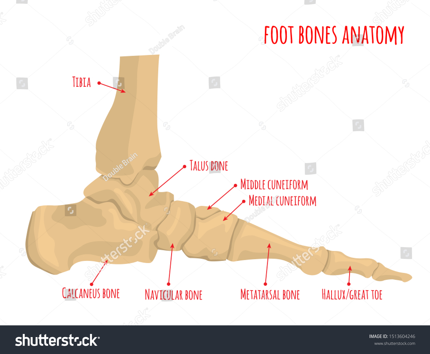 Foot Bones Anatomy Human Skeleton Horizontal Stock Vector (Royalty Free ...