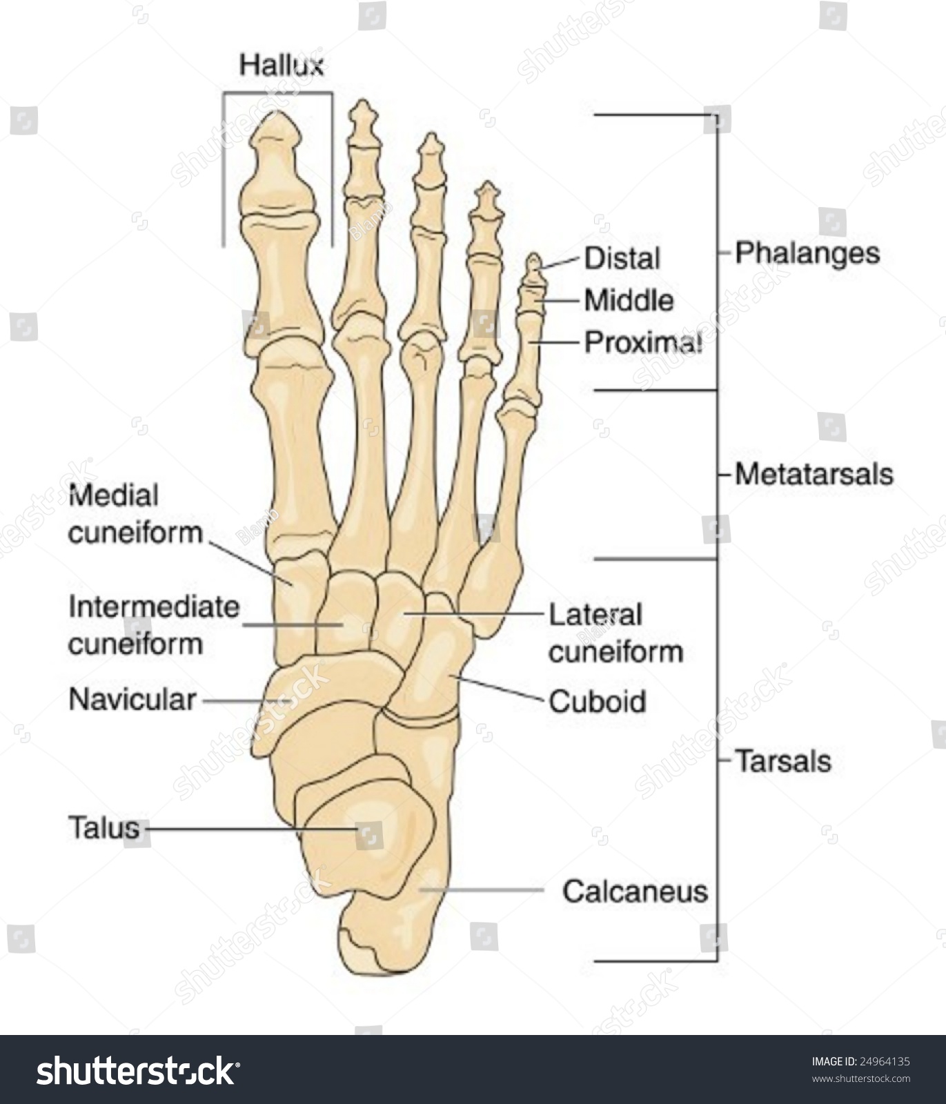 Labeled Picture Of The Human Foot 59