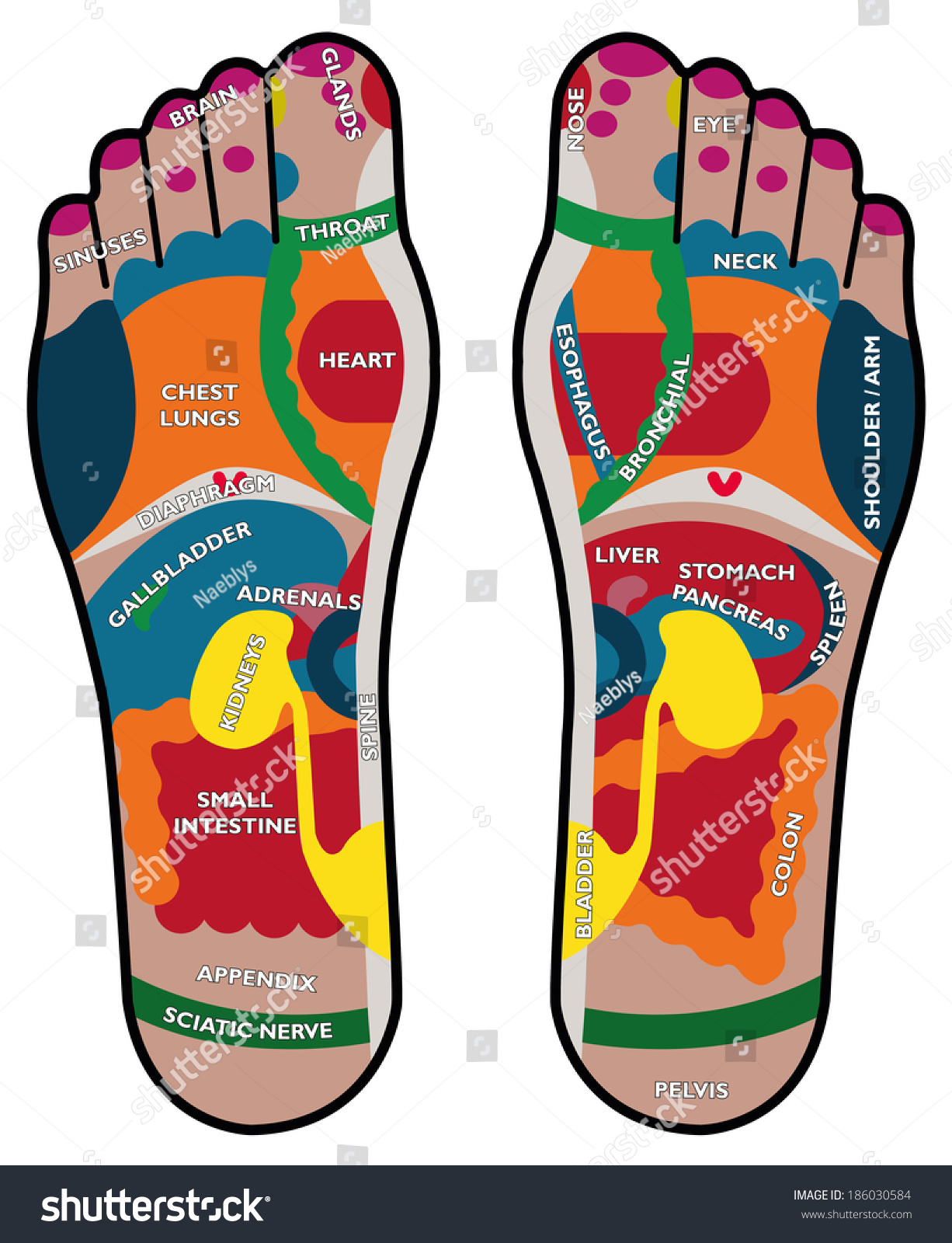 Foot Reflexology vector de stock (libre de regalías) 186030584
