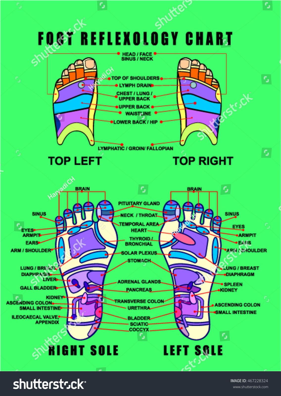 Foot Reflexology Chart Stock Vector Royalty Free 467228324 3102