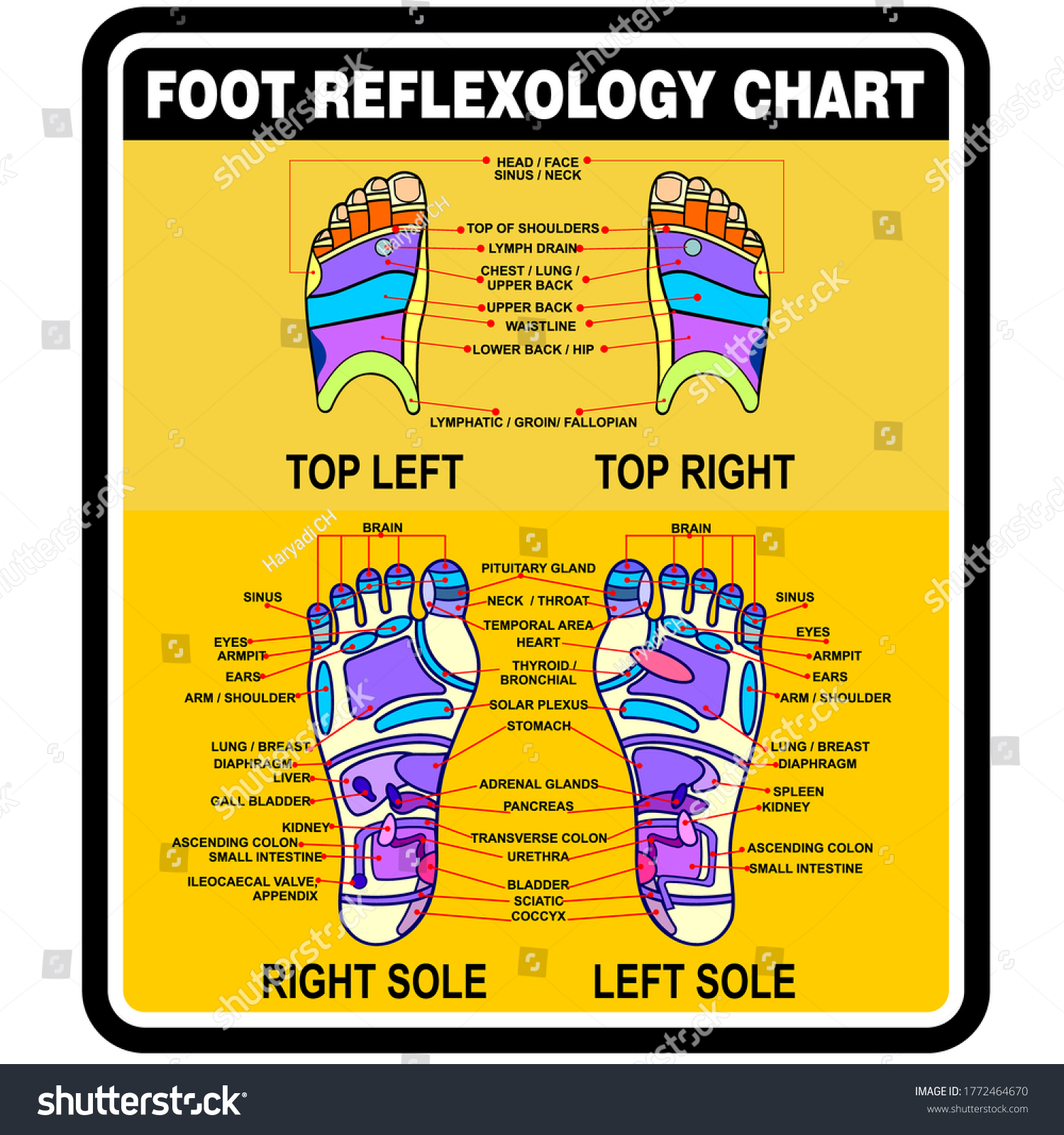 Foot Reflexology Chart Poster Banner 库存矢量图（免版税）1772464670 Shutterstock 0725