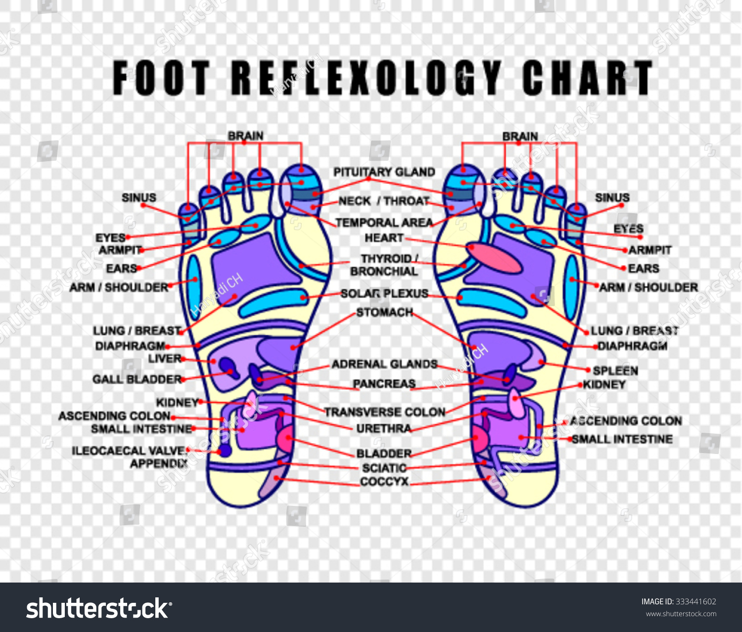 Foot Reflexology Chart Accurate Description Corresponding Stock Vektorgrafik Lizenzfrei 333441602 