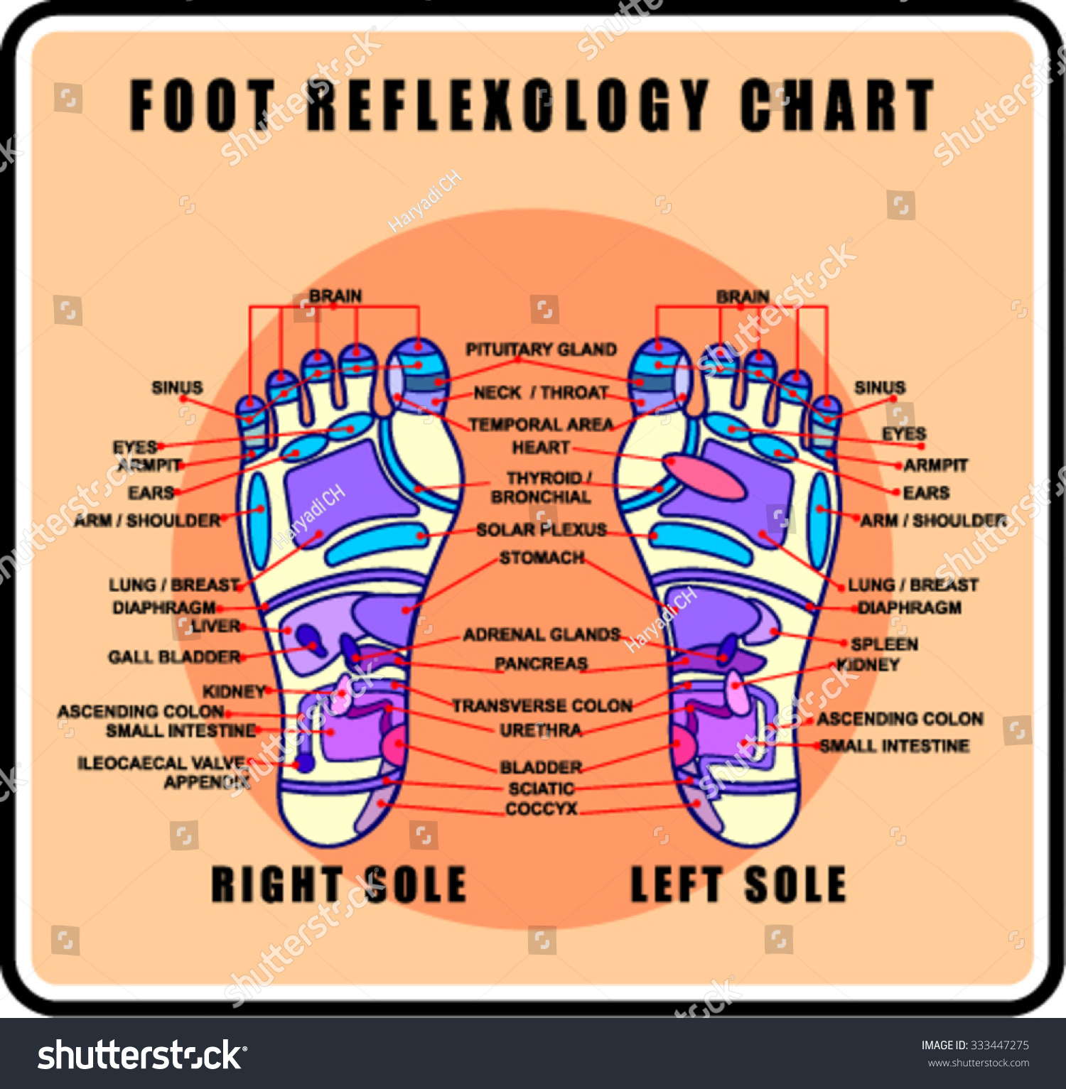 Foot Reflexology Chart Accurate Description Corresponding Stock Vector 0397