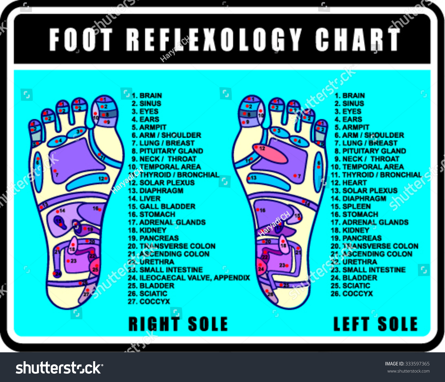 foot-reflexology-chart-accurate-description-corresponding-stock-vector