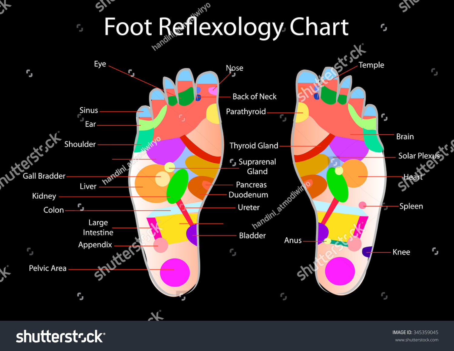 Vektor Stok Foot Reflexology Chart Accurate Description Corresponding Tanpa Royalti 345359045 