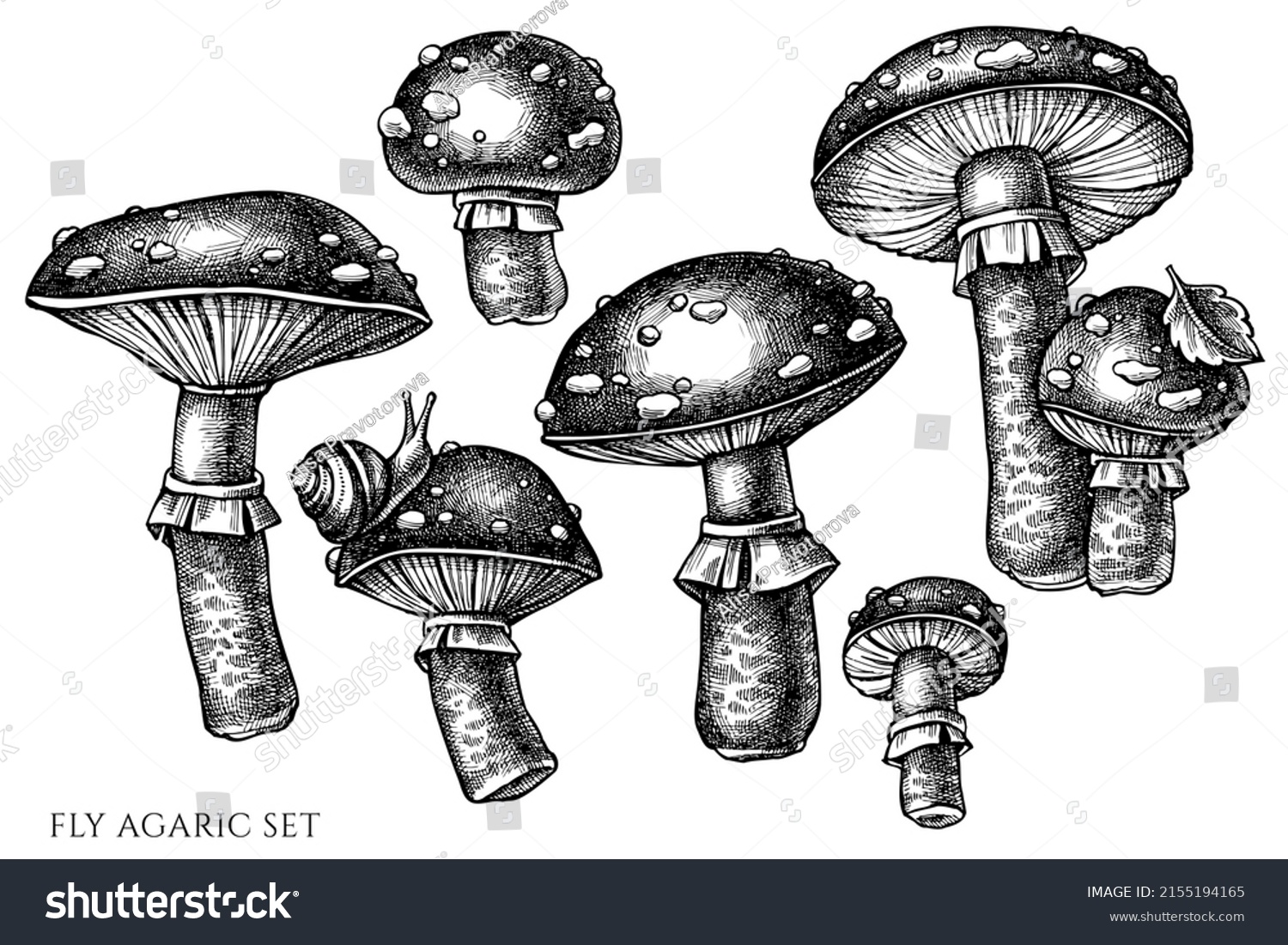 Forest Mushrooms Vintage Vector Illustrations Collection Stock Vector Royalty Free 2155194165 7413