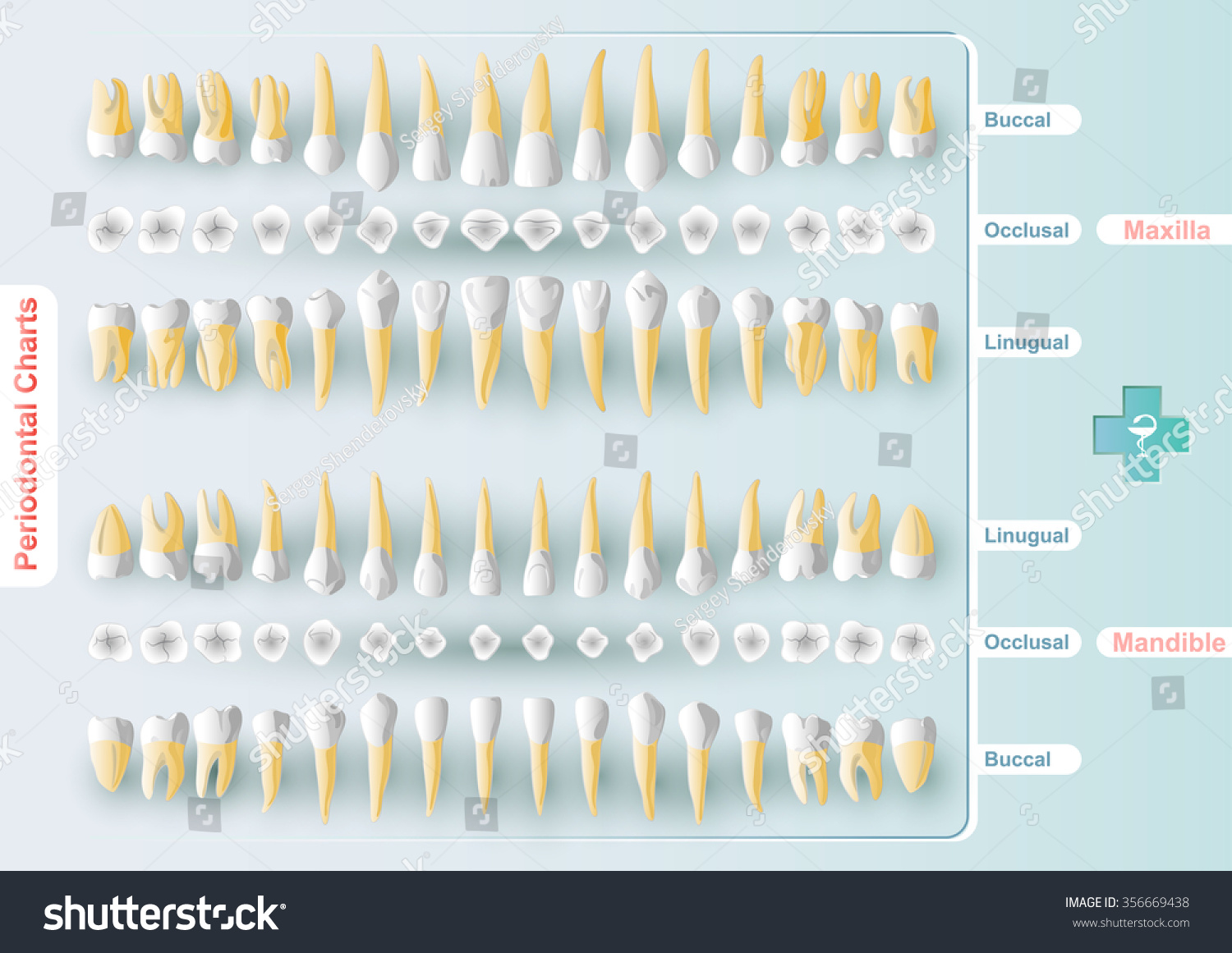 Periodontal Charting Form
